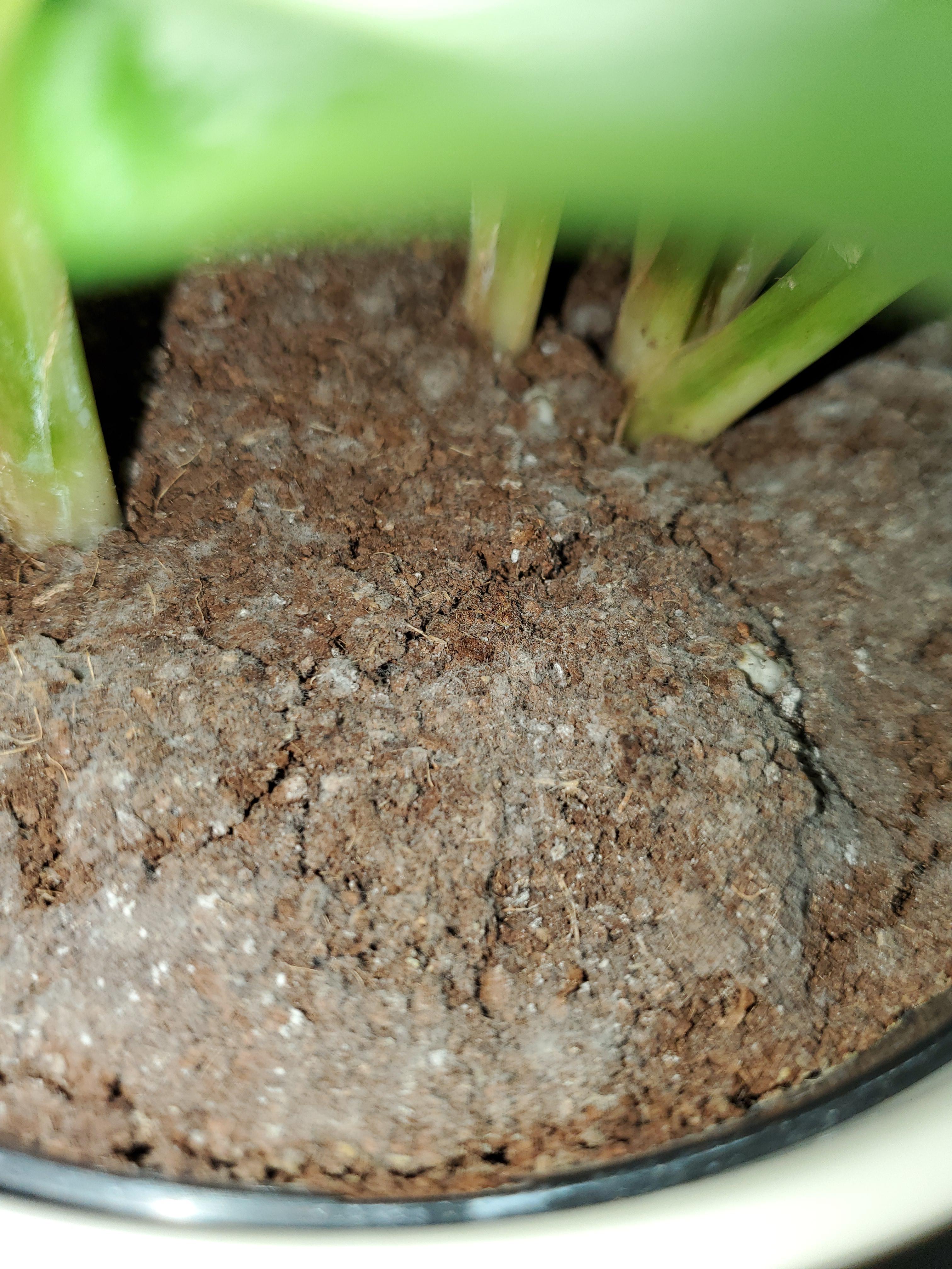 what is this white fuzzy stuff on my soil? mold? r/houseplants