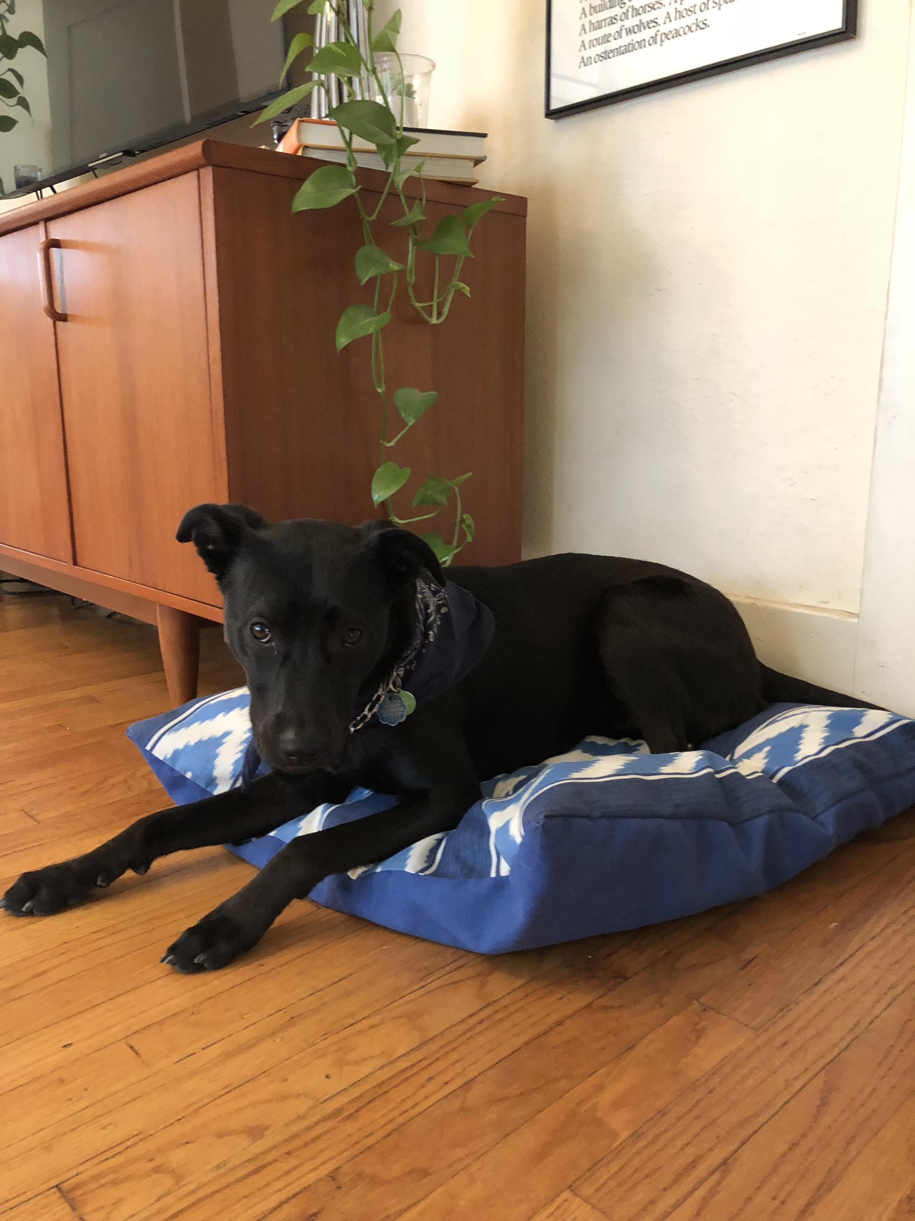 Dog beds are way to expensive. So I made one with a zipper. r/sewing