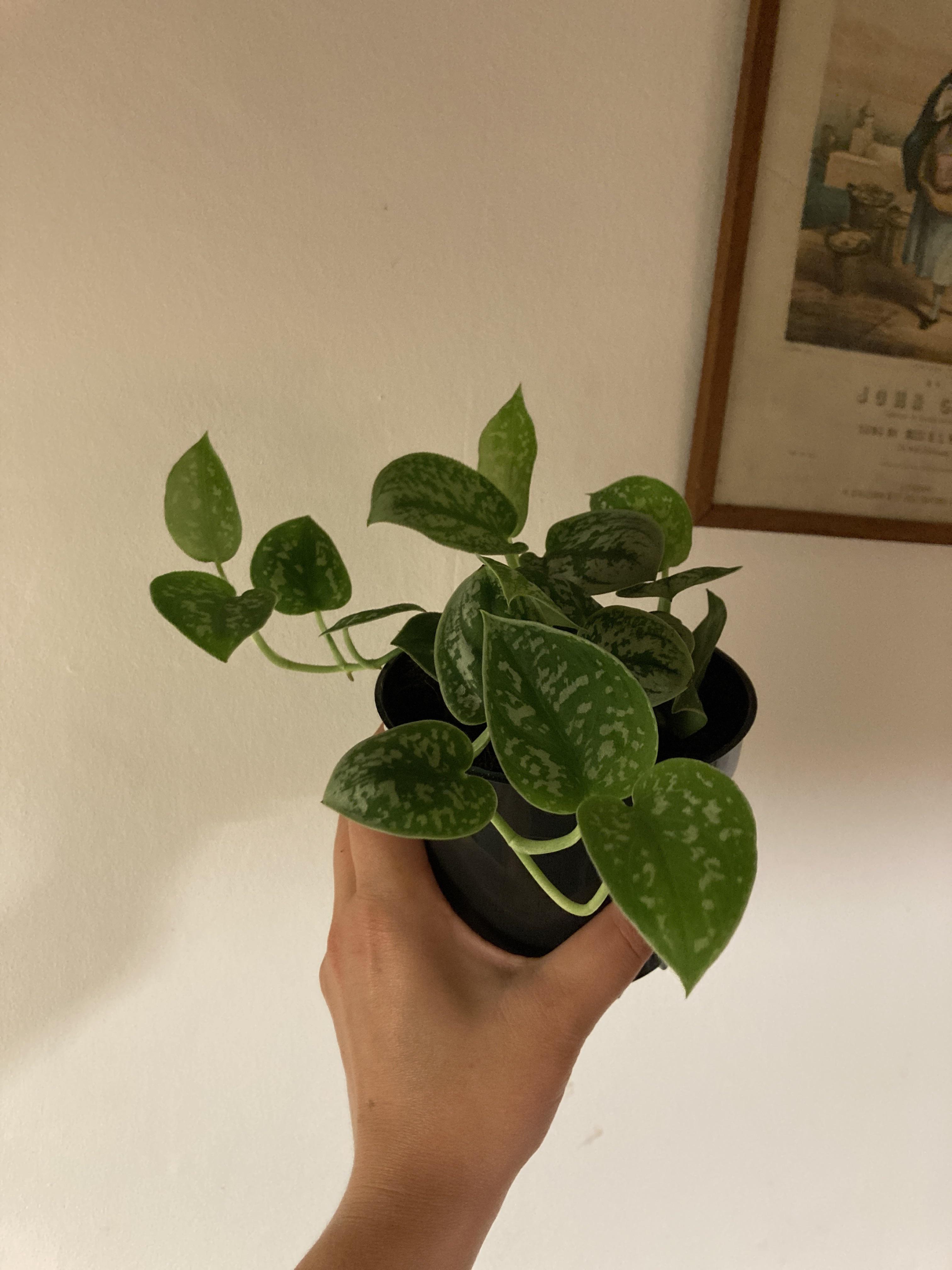 Picked up a satin pothos at Royal Botanic Gardens Edinburgh today I’m