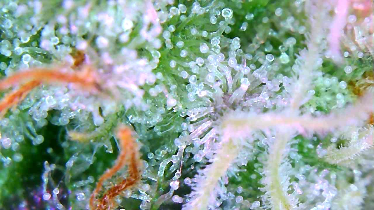 Starfire creamsicle. About to enter week 5 of flowering. Trichs are