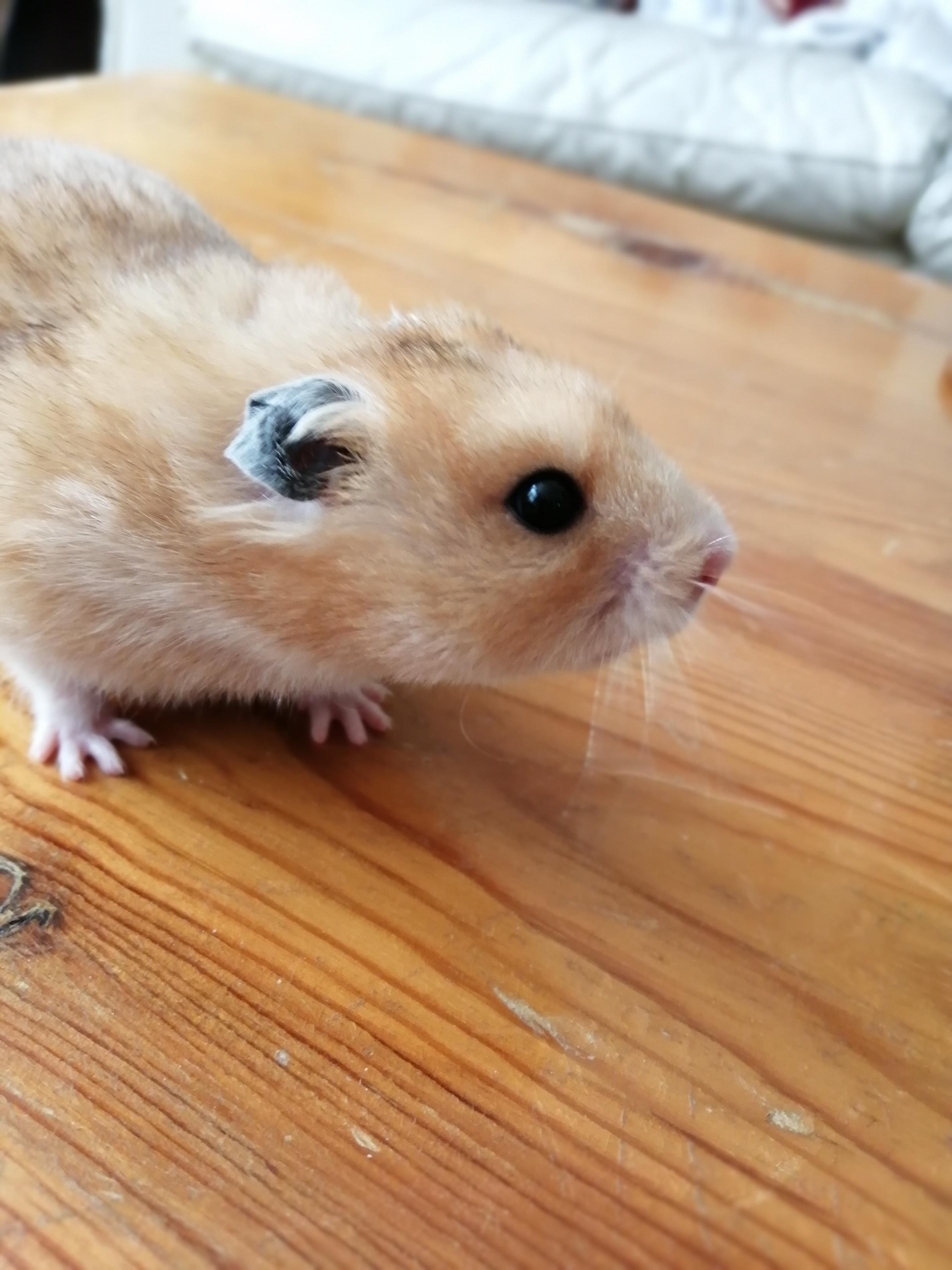 My hamster, Rhemy, died from wet tail 3 days ago. The vet was not open