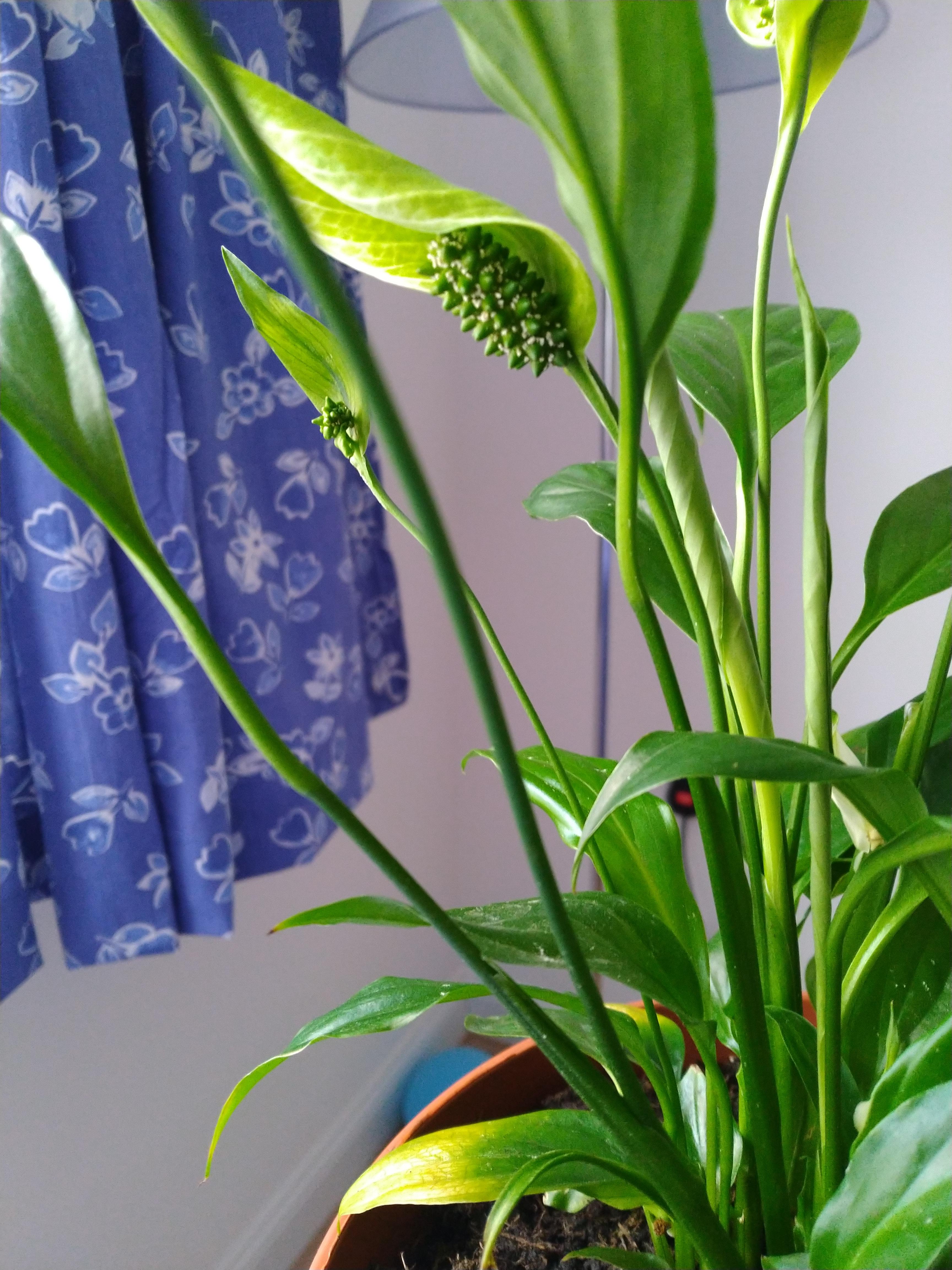 Peace lily stems bent at a point. And they are lighter shade of green