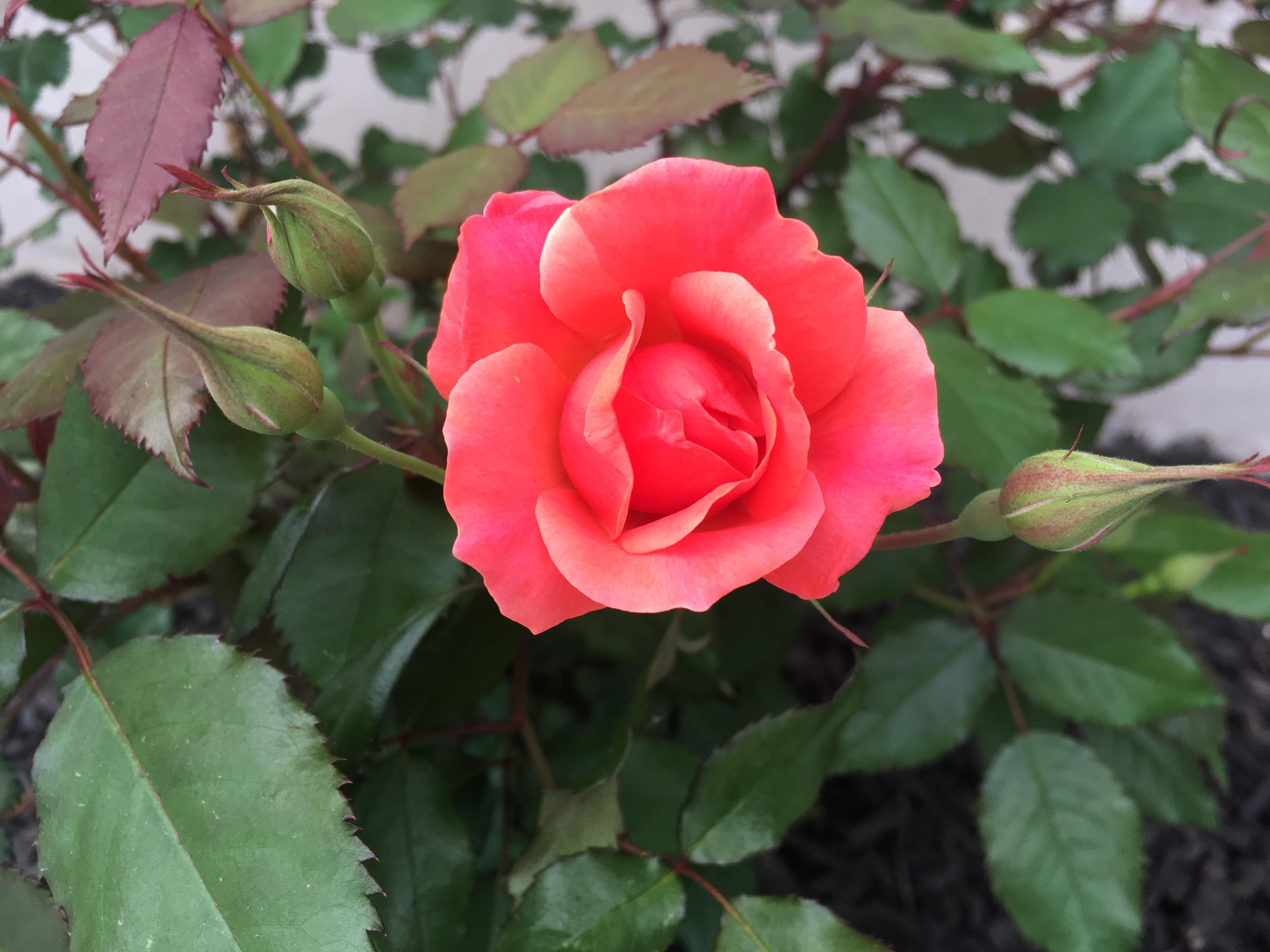 My first coral knockout rose— so glad I put in four of them!! r