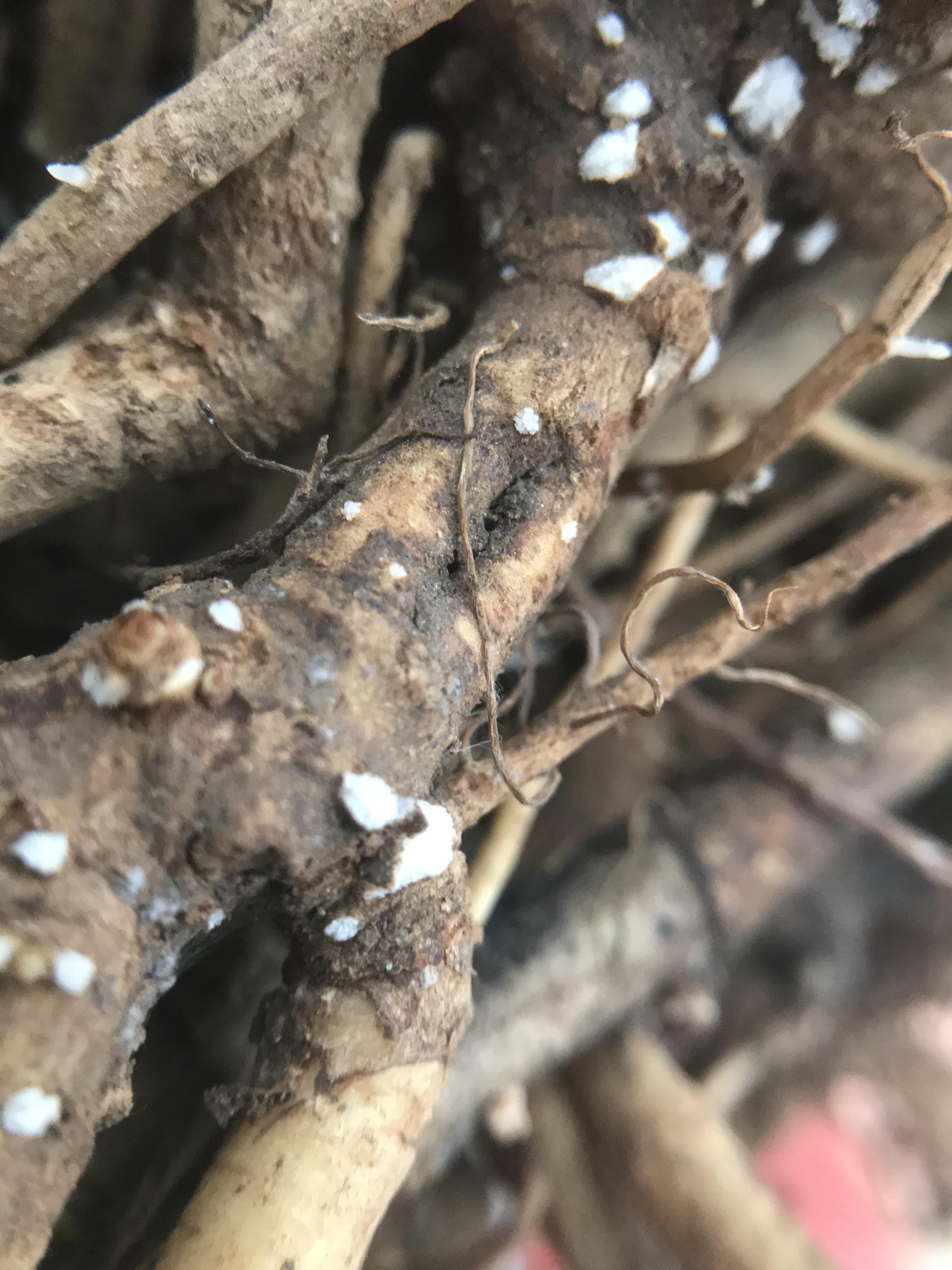 White spots on roots of bare root elderberries I ordered. My friend