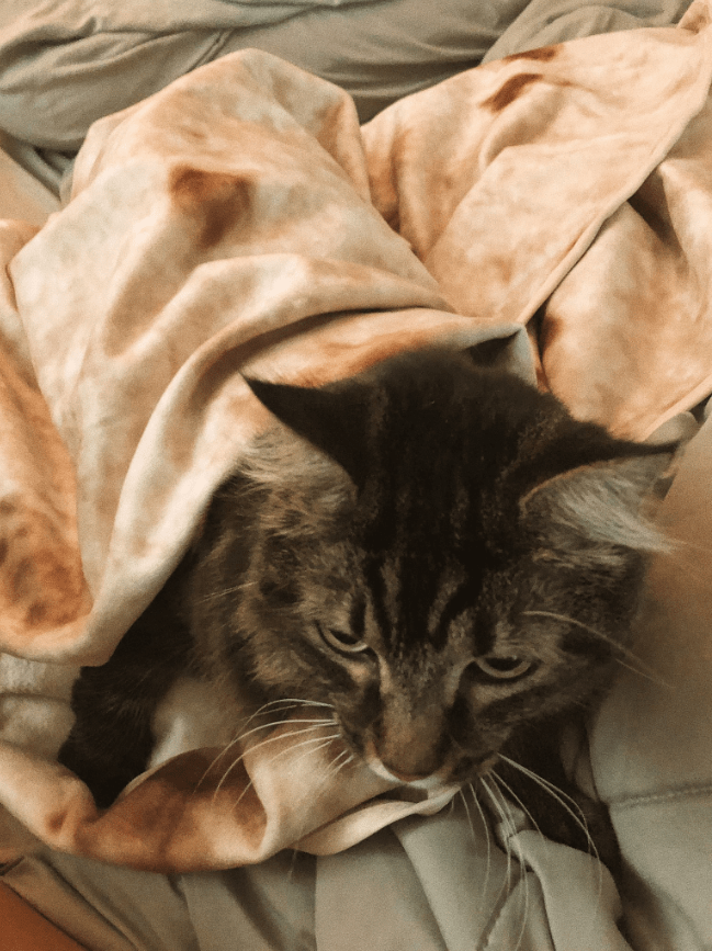 Now this is a REAL Purrito! A cat in a Burrito Blanket! r/Purrito