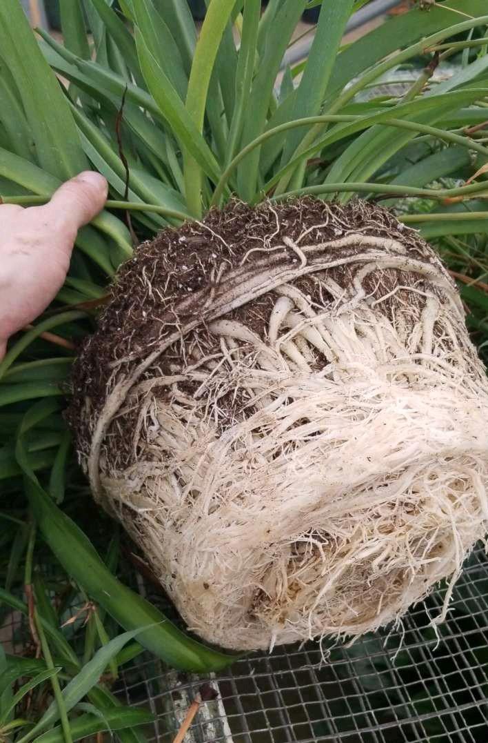 This spider plant was so root bound it was lifting itself