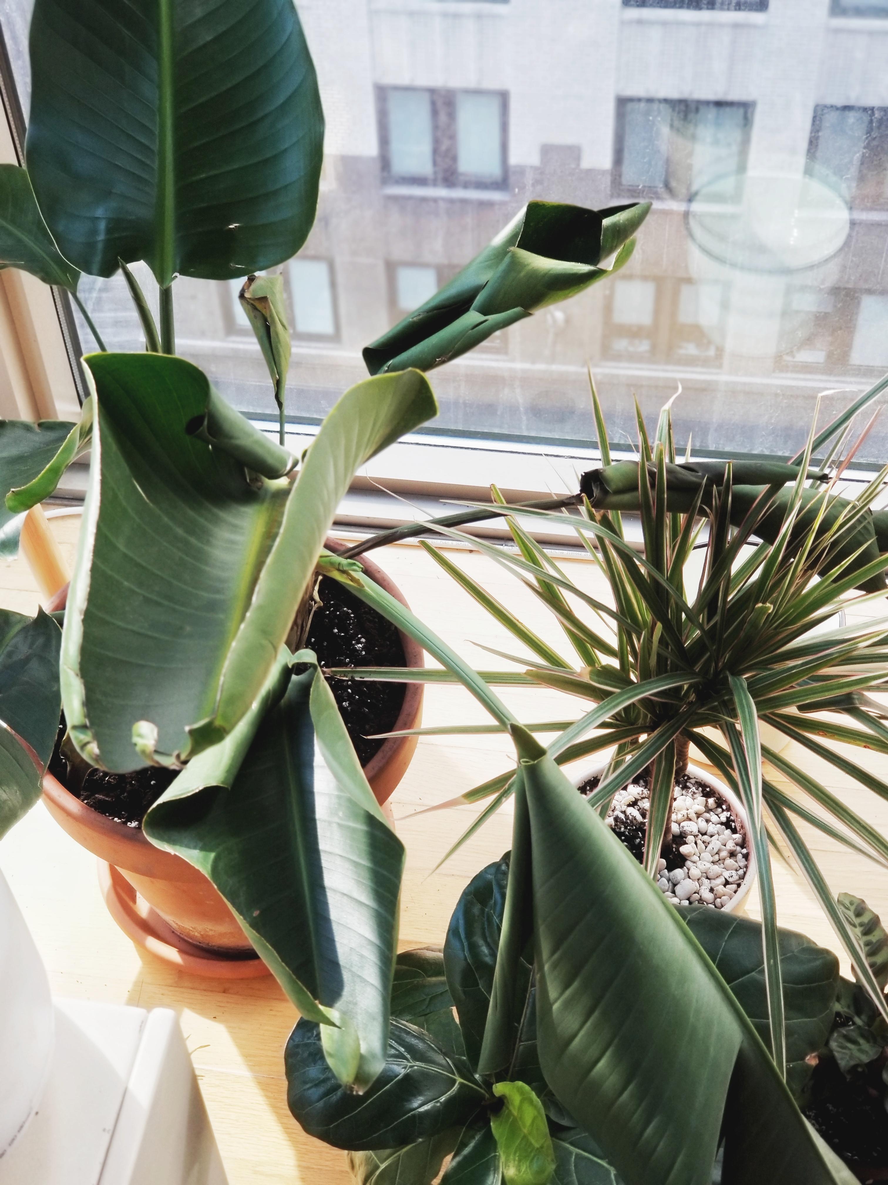 Why is my bird of paradise wilting ( halp r/houseplants