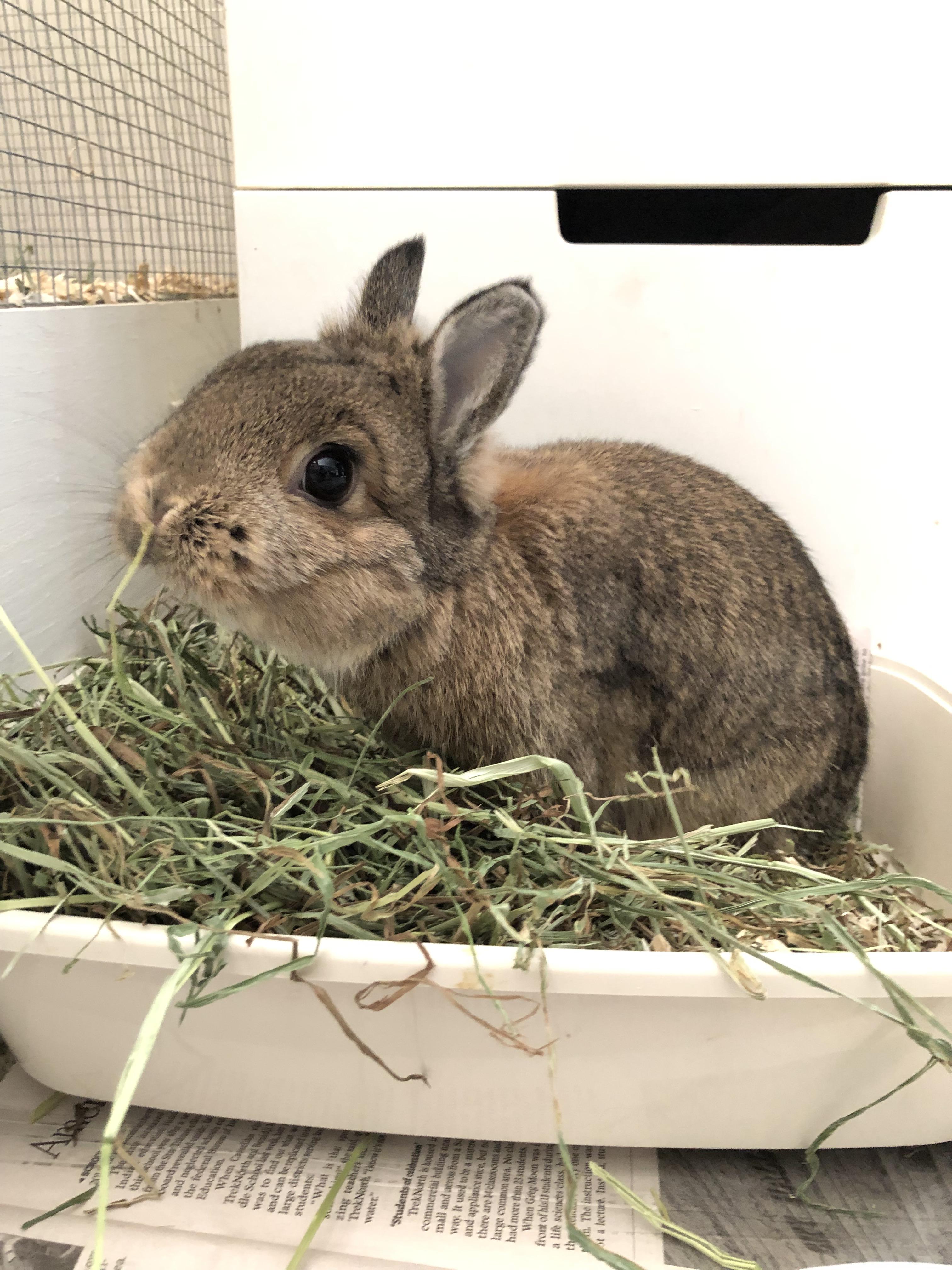 unlimited hay always r/Rabbits