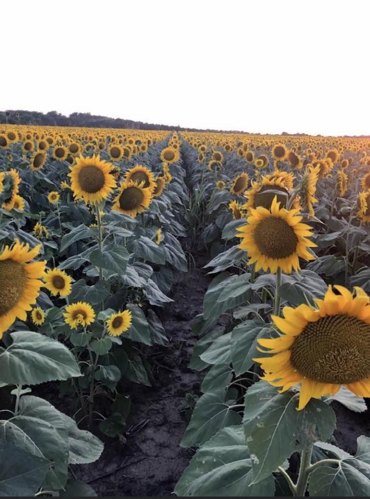 Sunflower Patch located West of Independence yesterday evening. r/kansas