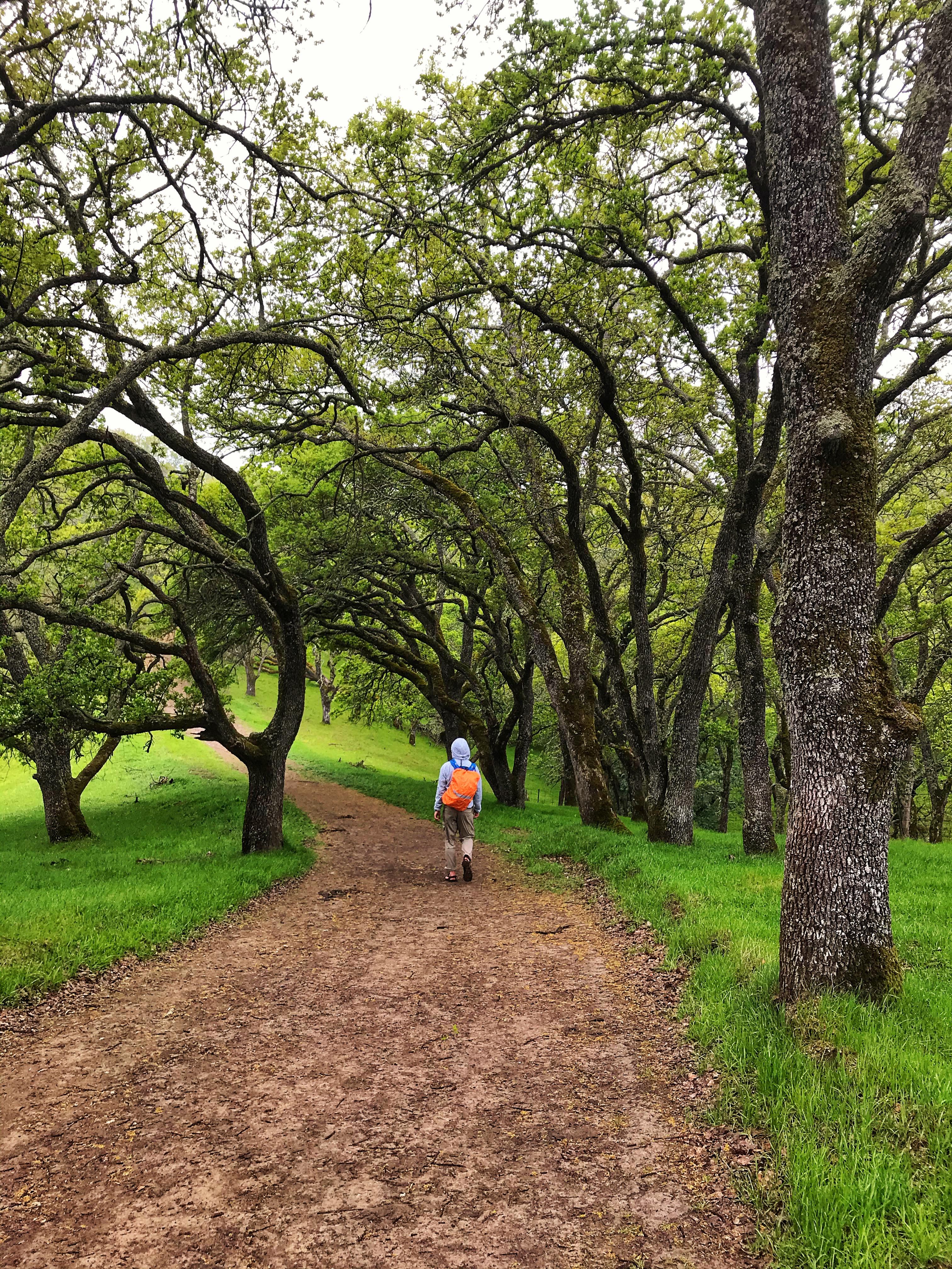 Briones Regional Park in Northern California is so green this time of
