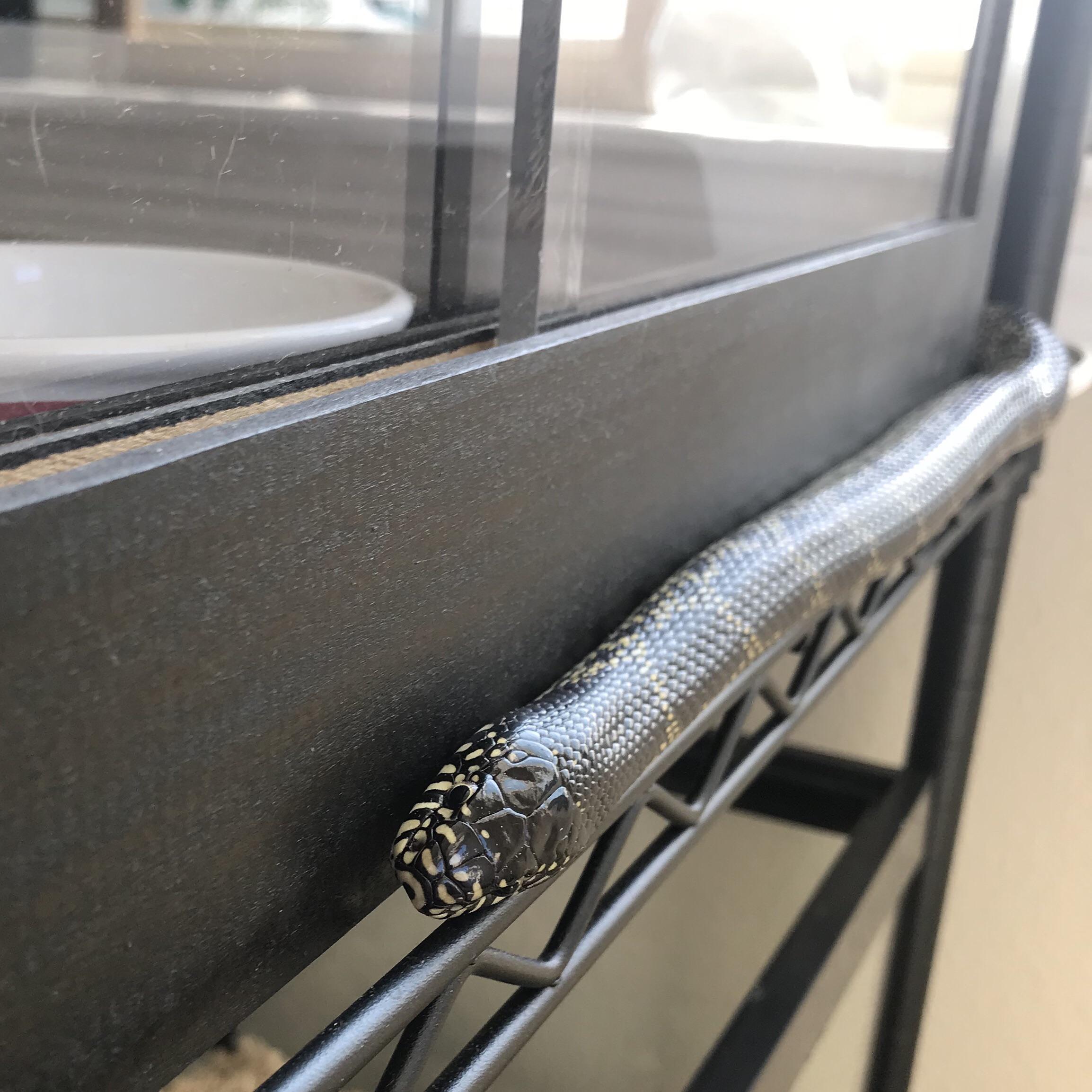 Tess wants to inspect the other cages to make sure their occupants are