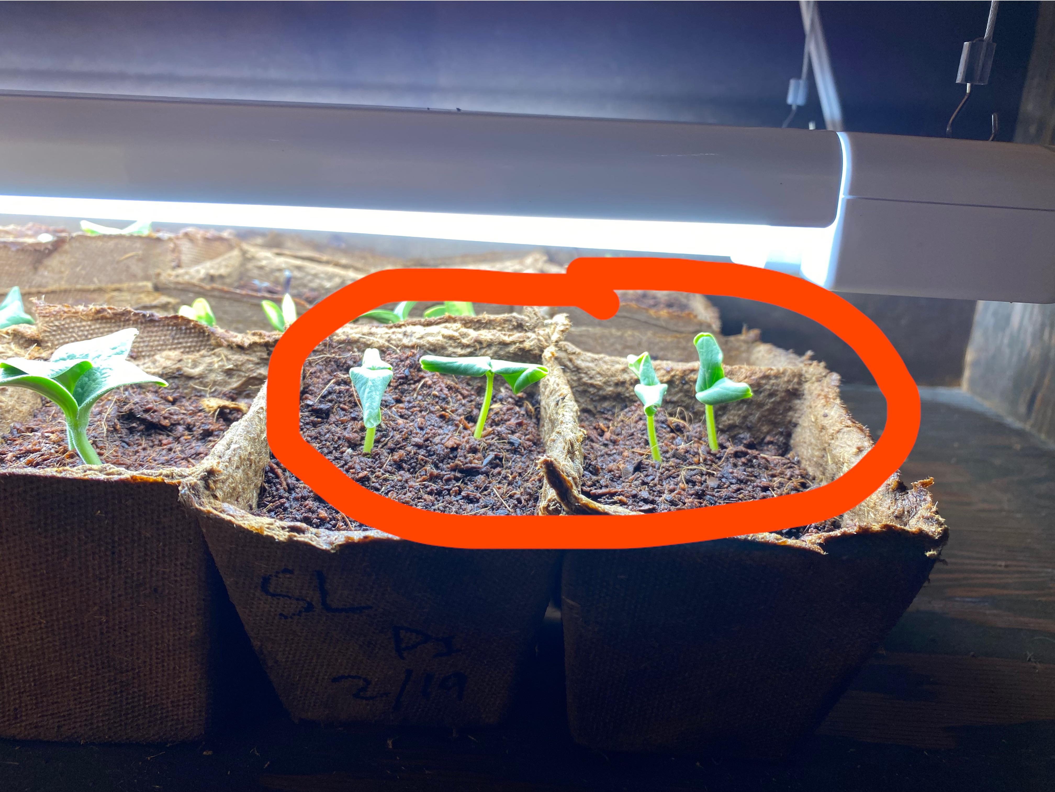 What’s happening with my cucumber seedlings? r/gardening