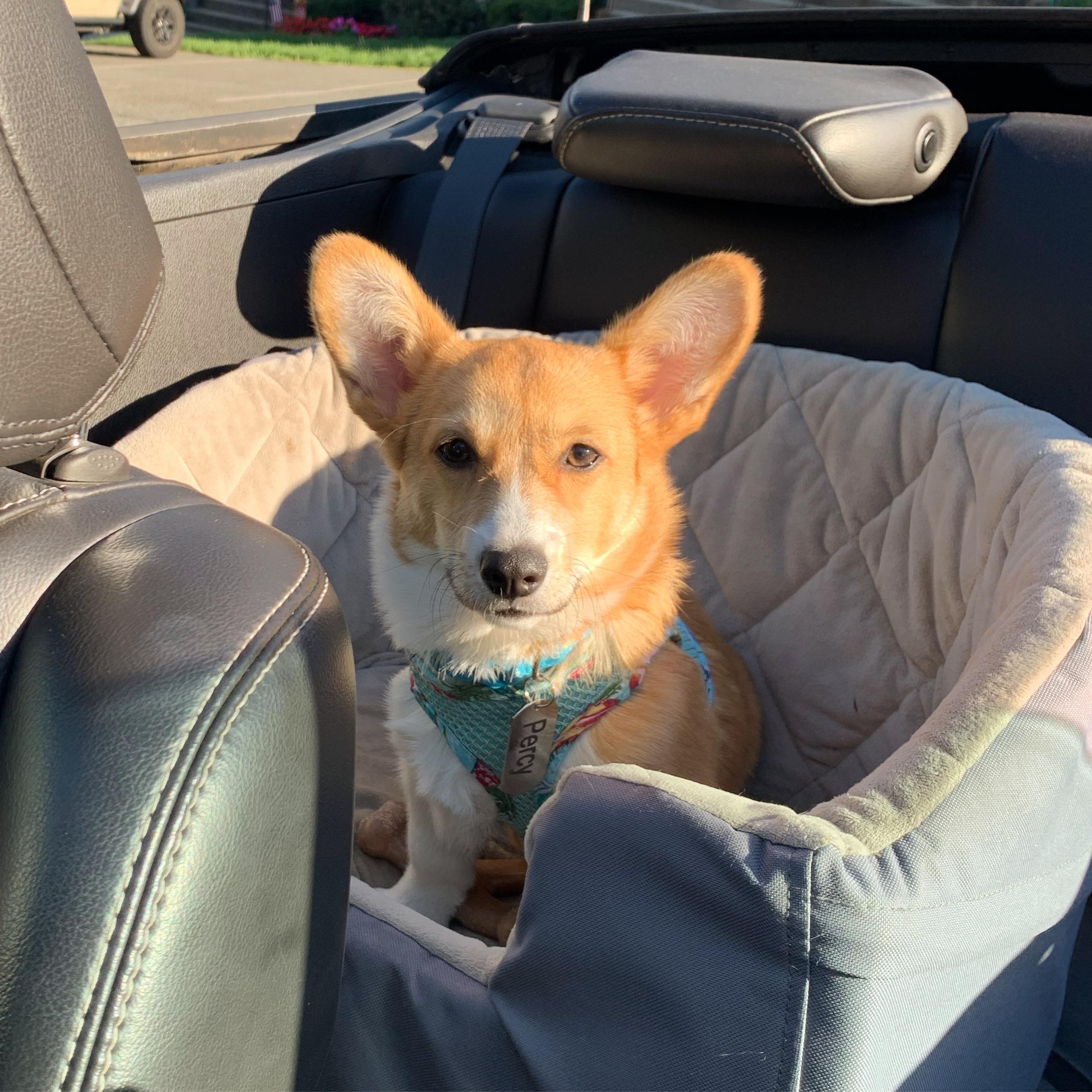 My puppy in the backseat of my convertible when we were leaving