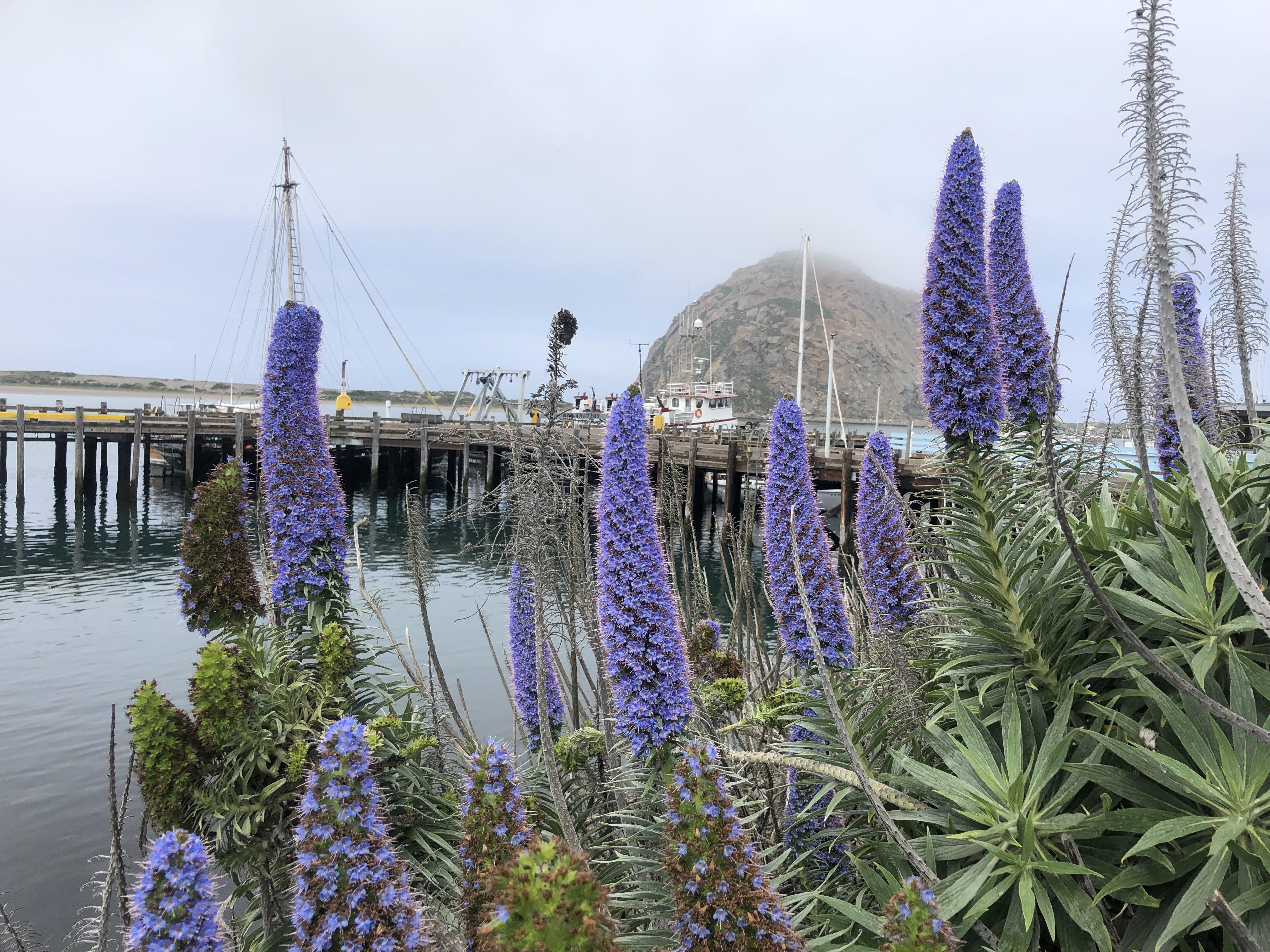 Beautiful purple flowers all over the central coast of California. Can you help me ID? r