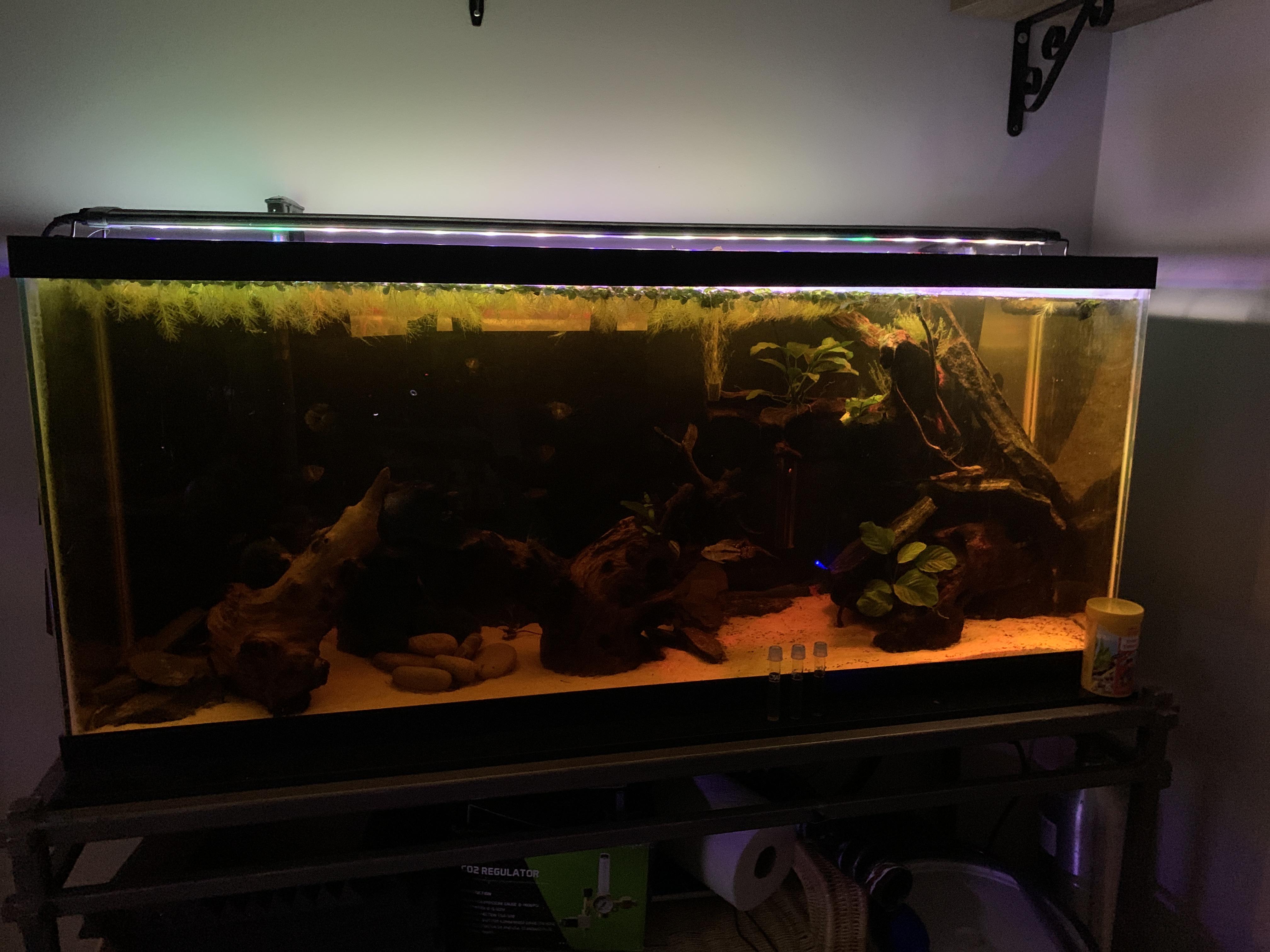 My 55gal blackwater Apisto planted tank. r/PlantedTank