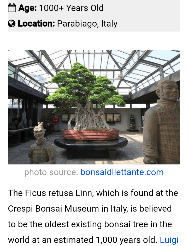 Over 1000 year old bonsai tree. Amazing tlc put into keeping it safe