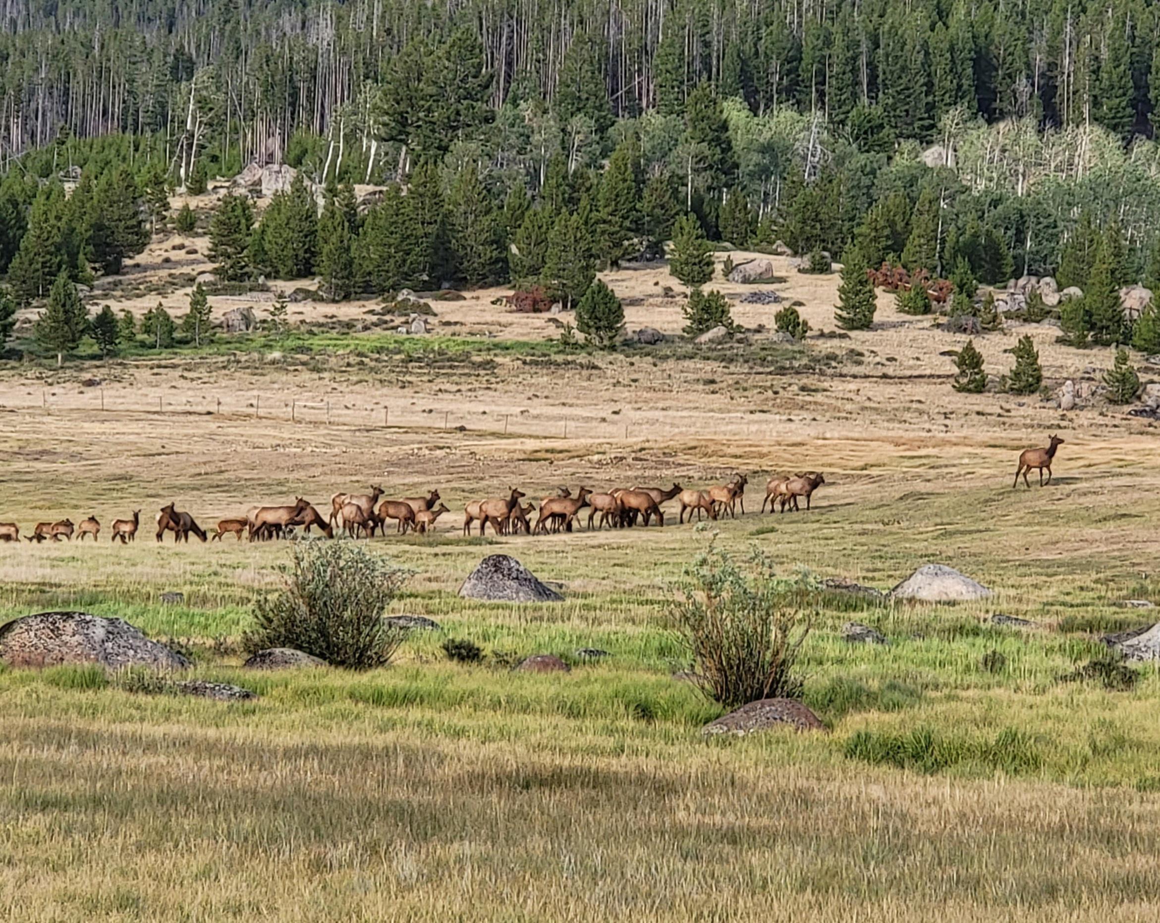 About 45 elk in Elk Park r/Montana