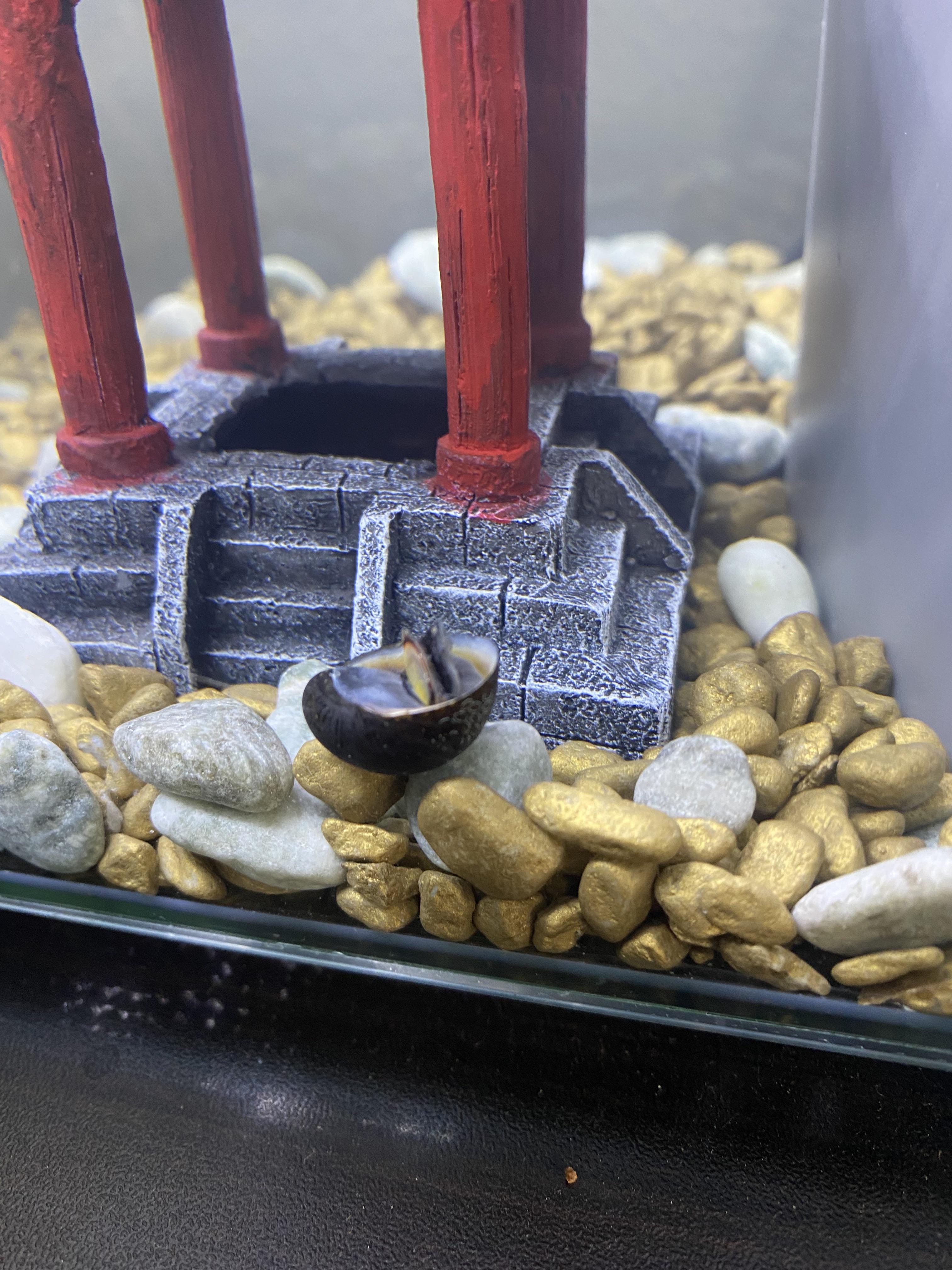 Is my bettas tank buddy dead? He’s a black racer nerite snail and I