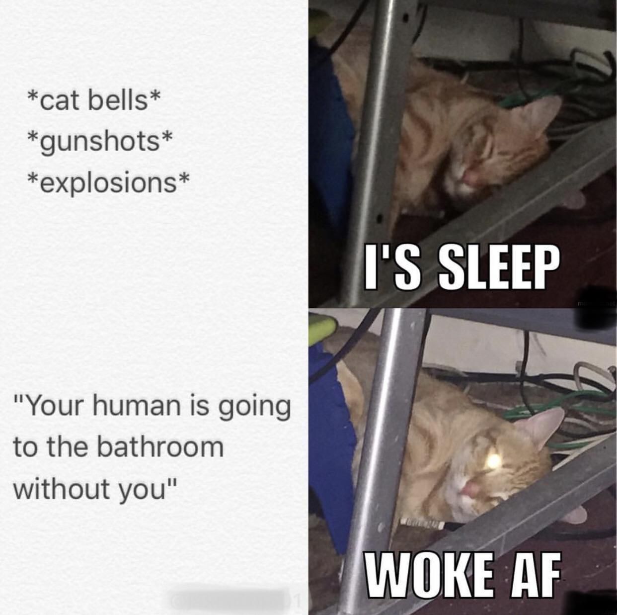 57 HQ Images Cat Scratching Door Meme / Cat Scratching Furniture Try Something Like This Youtube