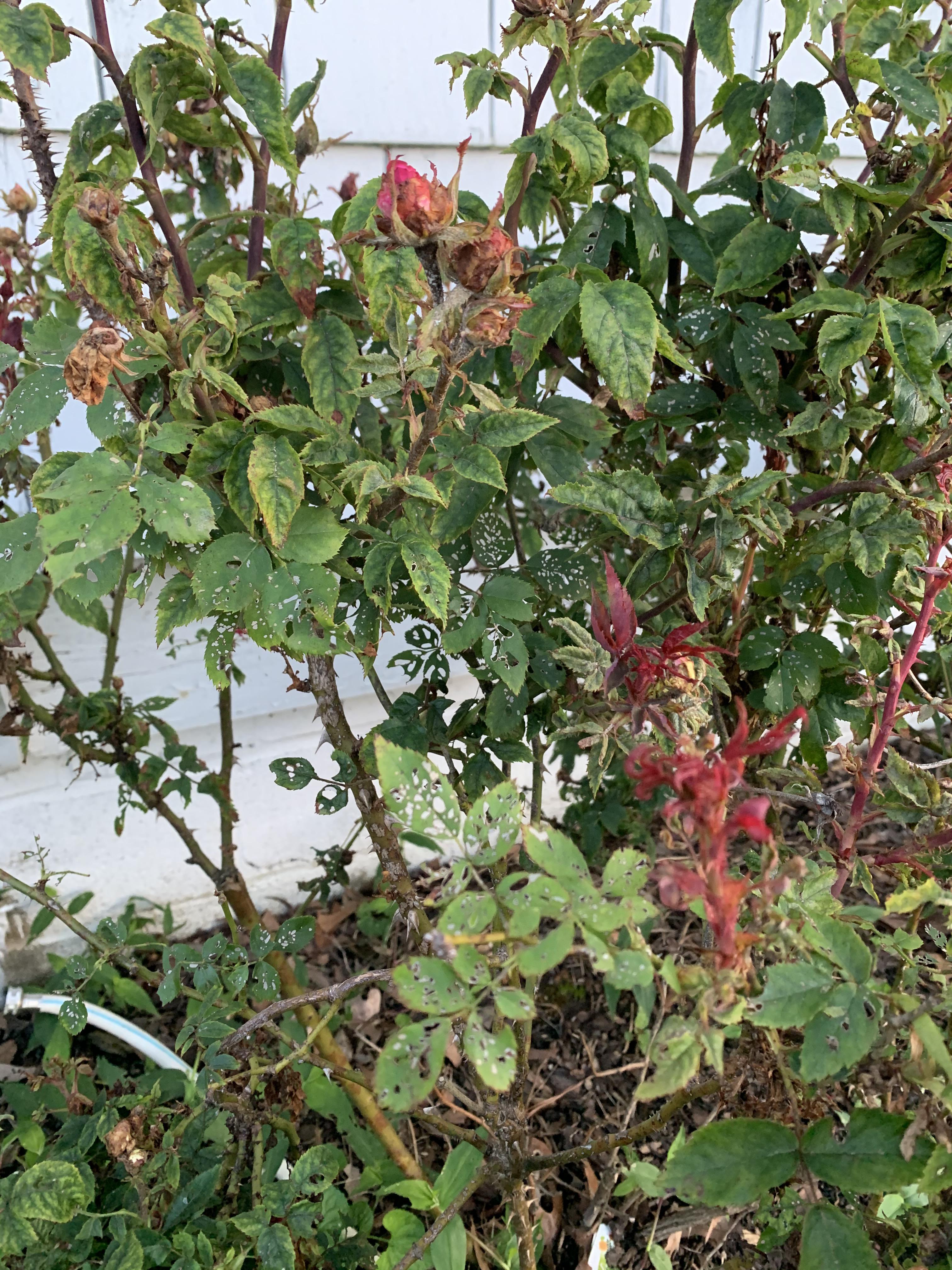 What’s wrong with my knockout roses r/plantclinic