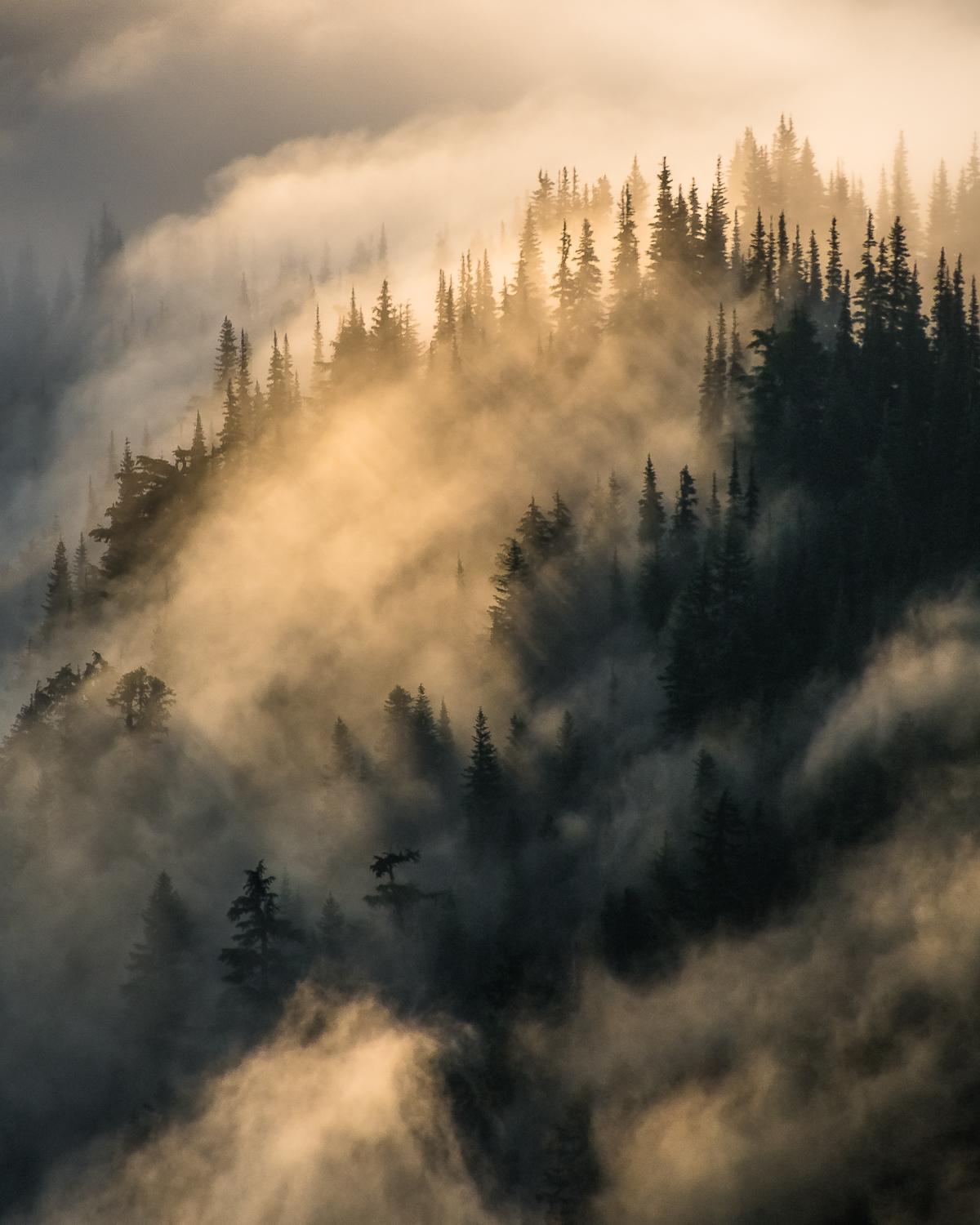 Interesting Photo of the Day Moody Forest Near Mt. Rainier