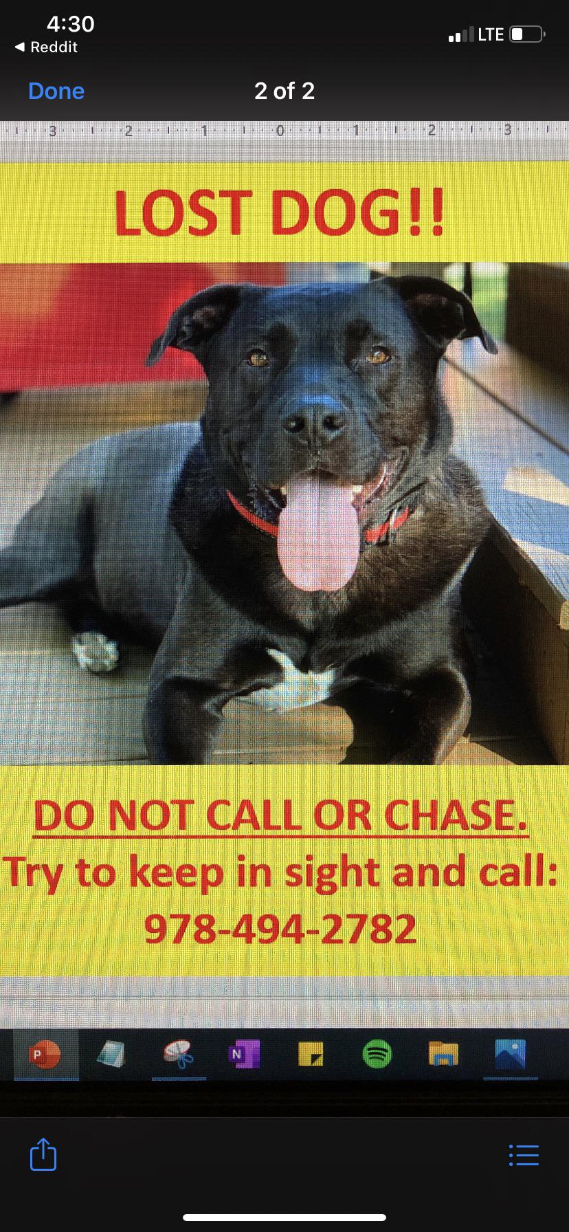 57 Best Pictures Lost Cats And Dogs Near Me Cheap Vet Near Me For