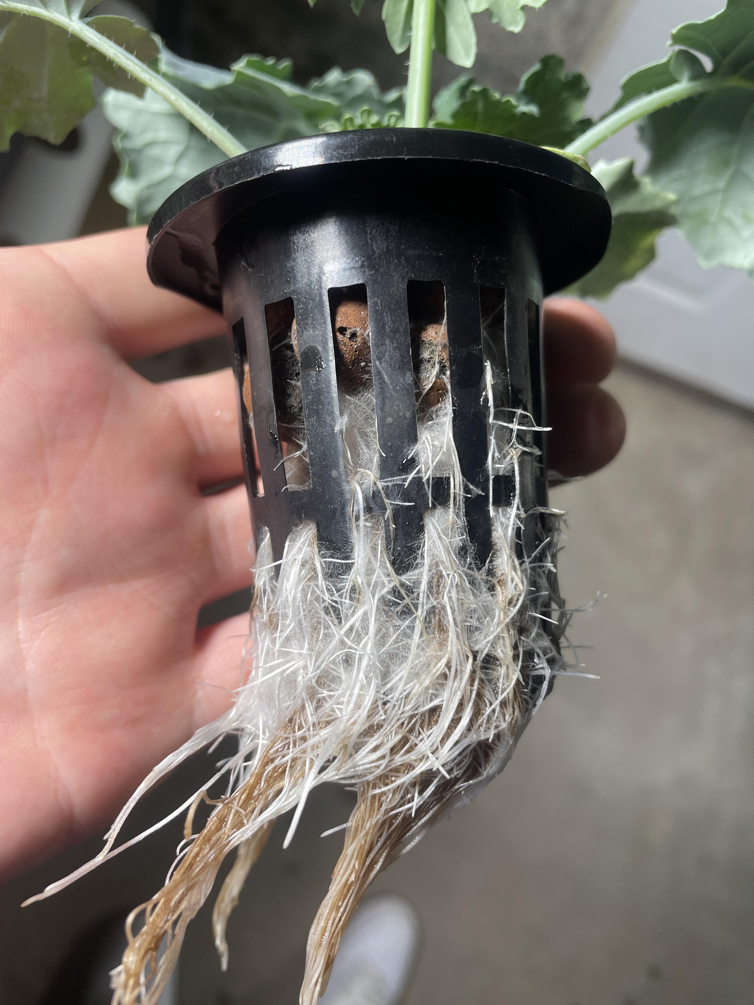 Air roots? r/Hydroponics