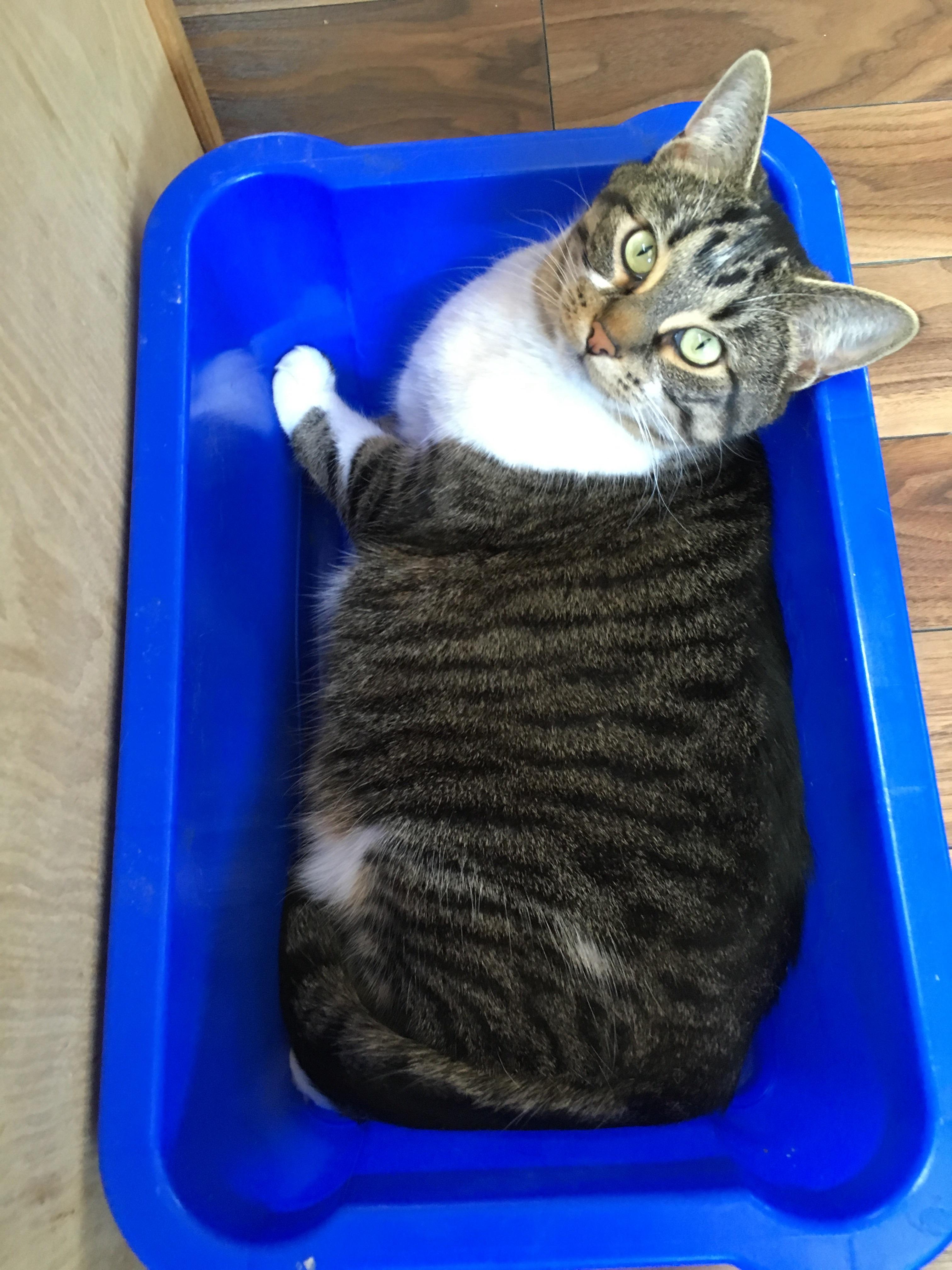 Full bucket of Roe r/Delightfullychubby