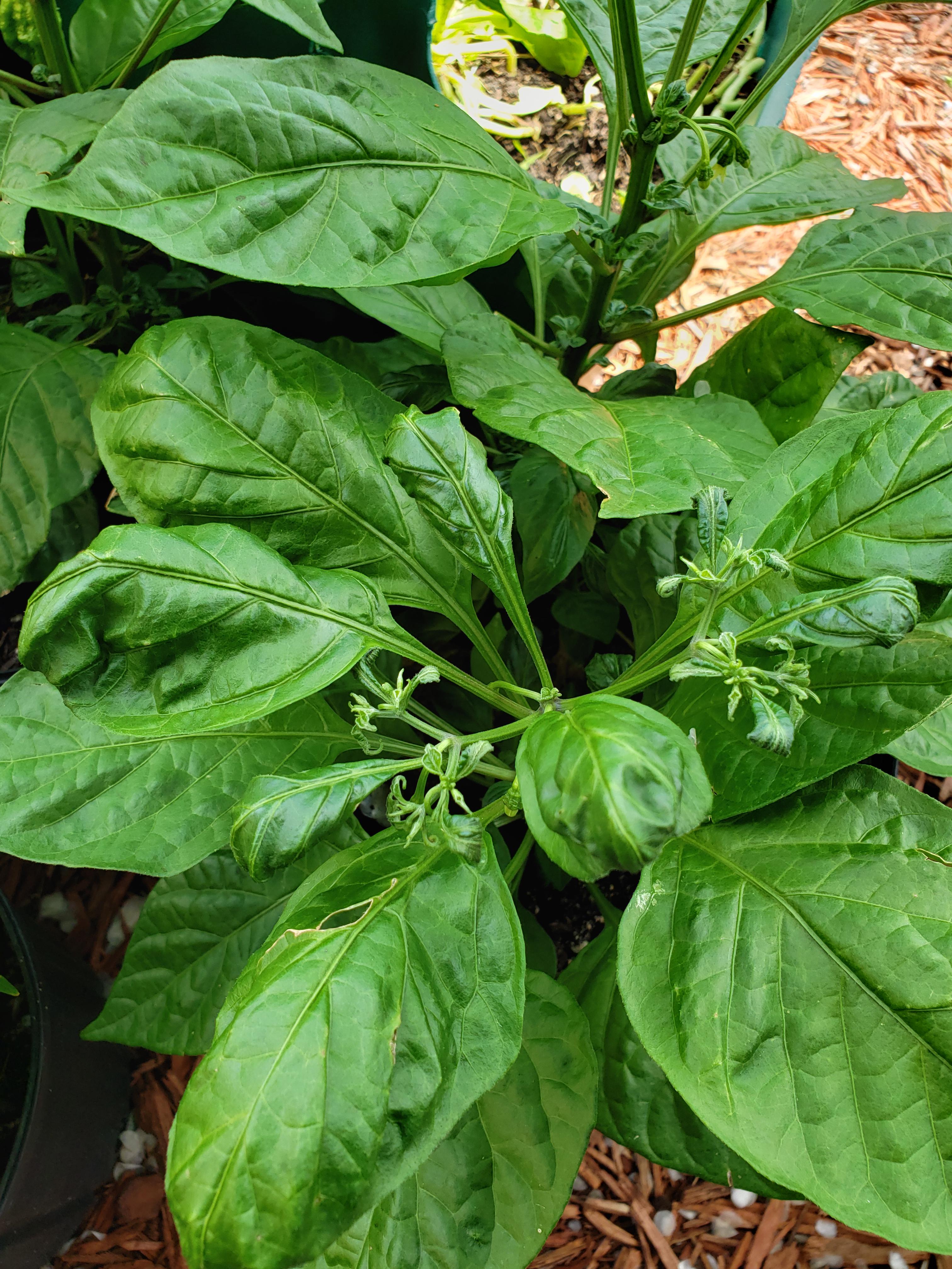 Pepper leaves are curling downwards. r/gardening