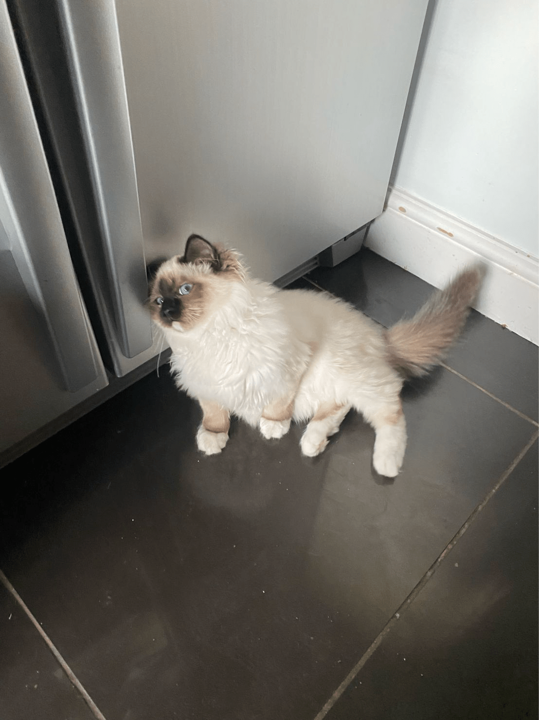 Right after he pooped on the floor r/aww