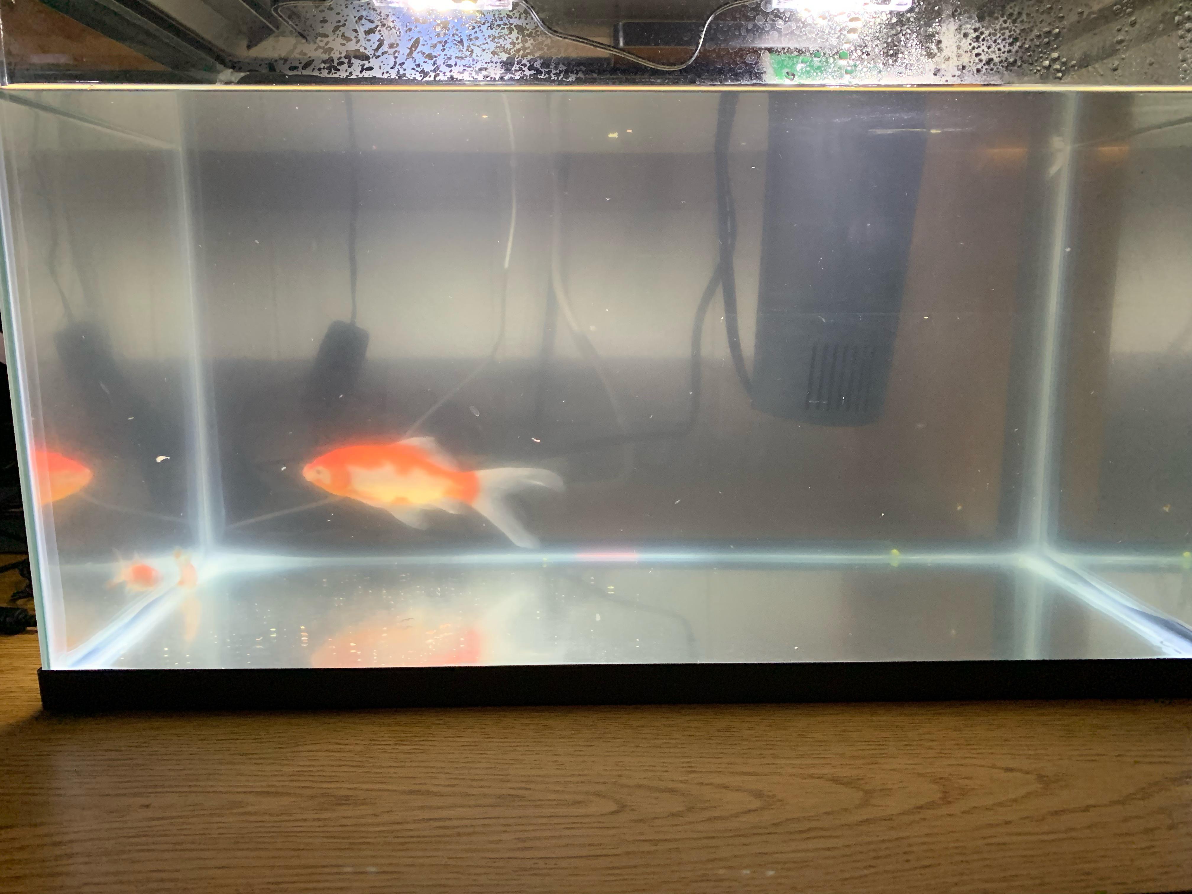 What type of sand should I buy for my goldfish and What type of plants