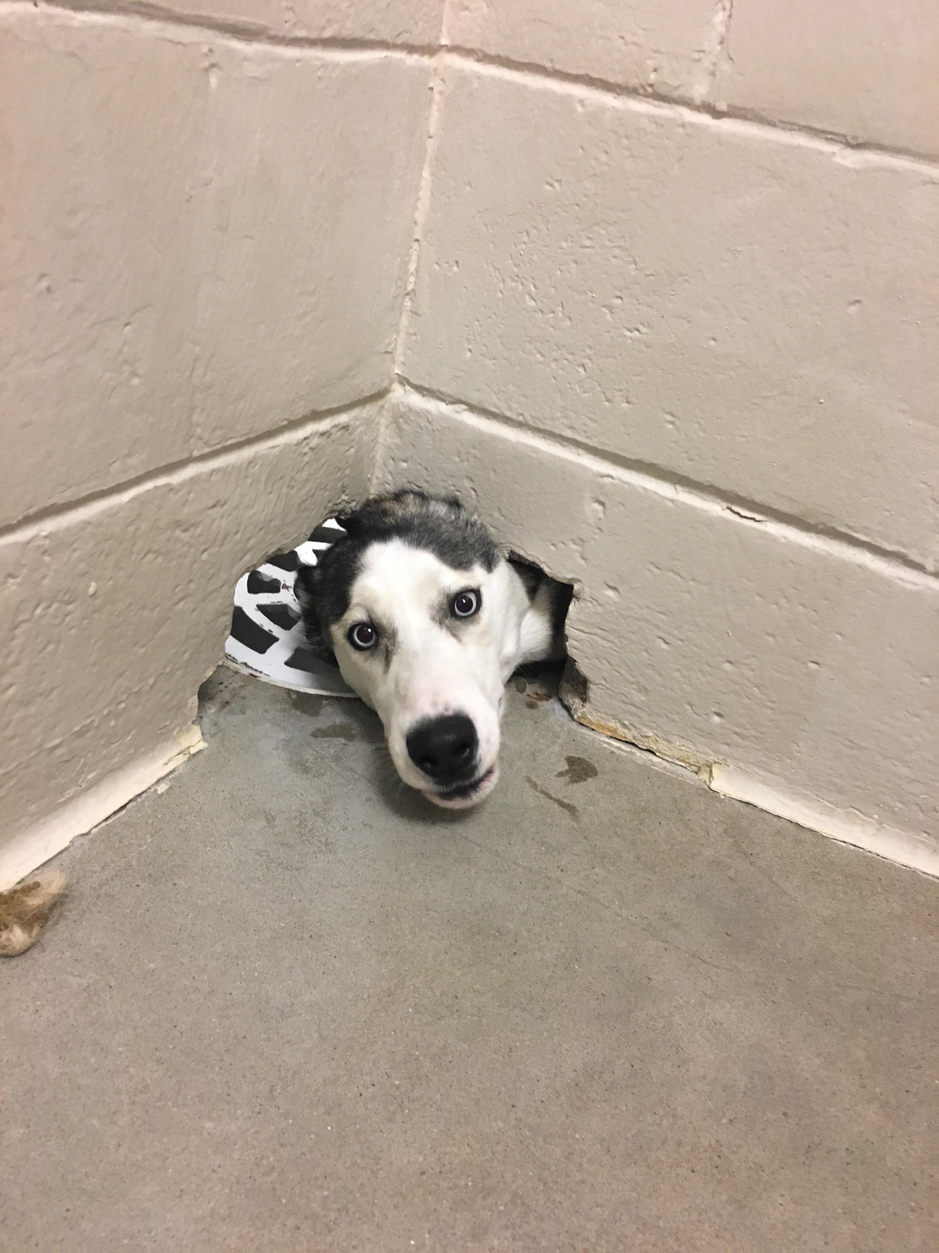 I was cleaning another dogs kennel and looked up to find this dude
