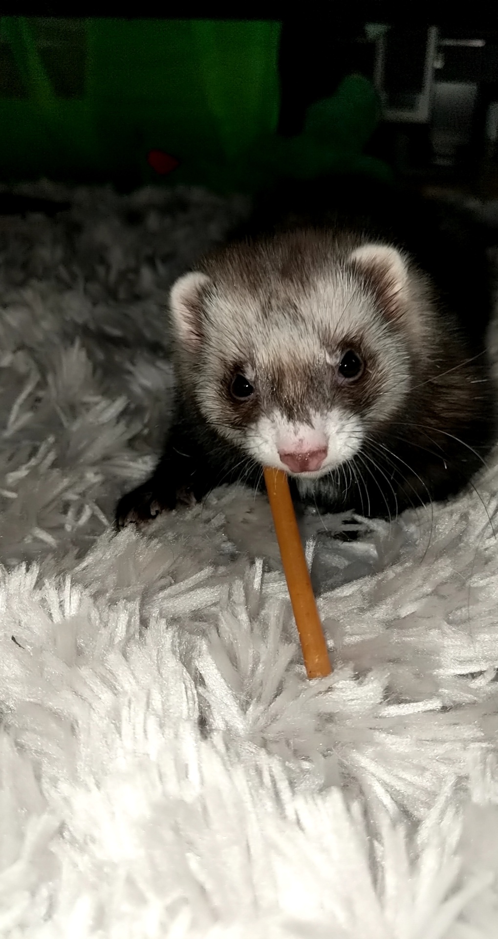 Nom nom nom. Umbreons favorite treat r/ferrets