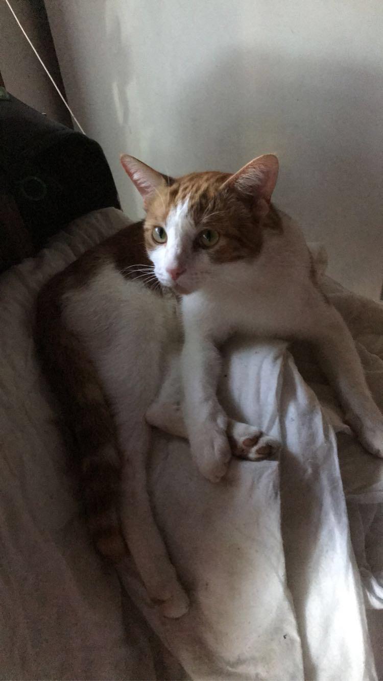 overview for taurusgemini98