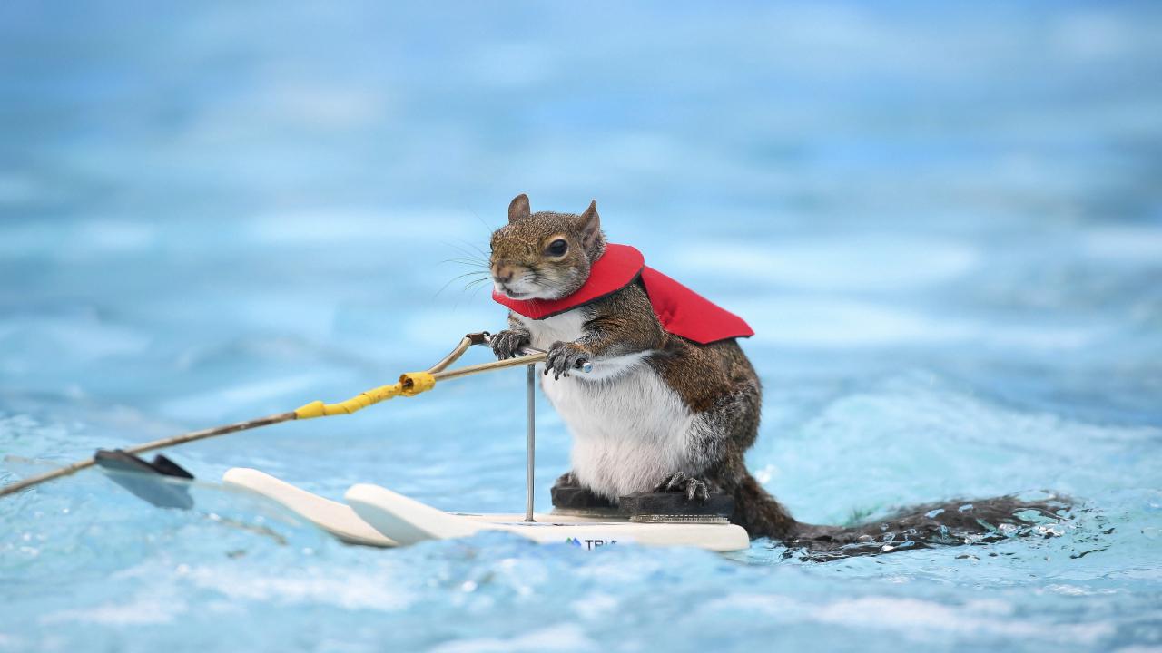 PsBattle Water Skiing Squirrel