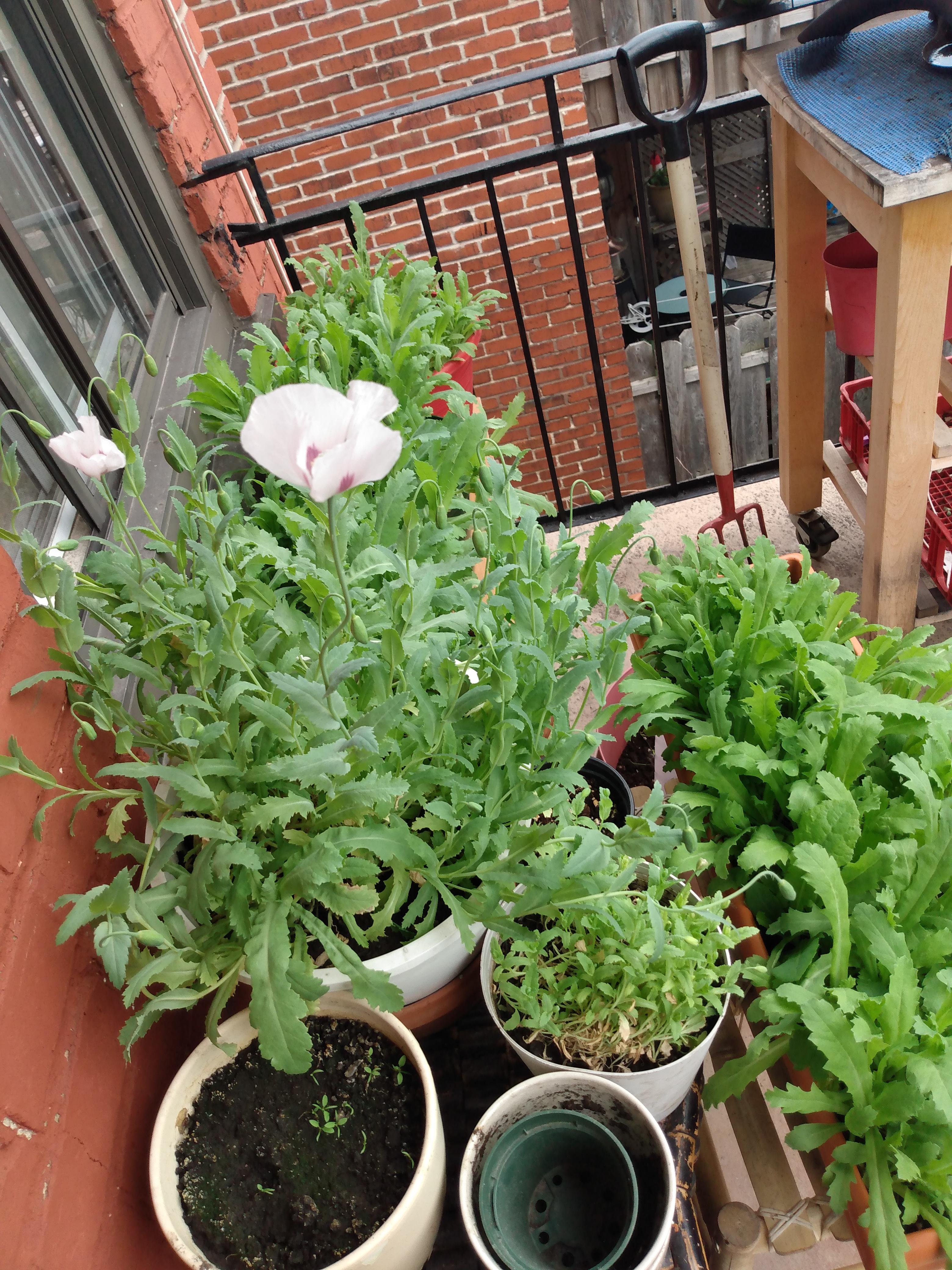 First precocious blooms of the season, on my balcony. My poppies are always white, with streaks