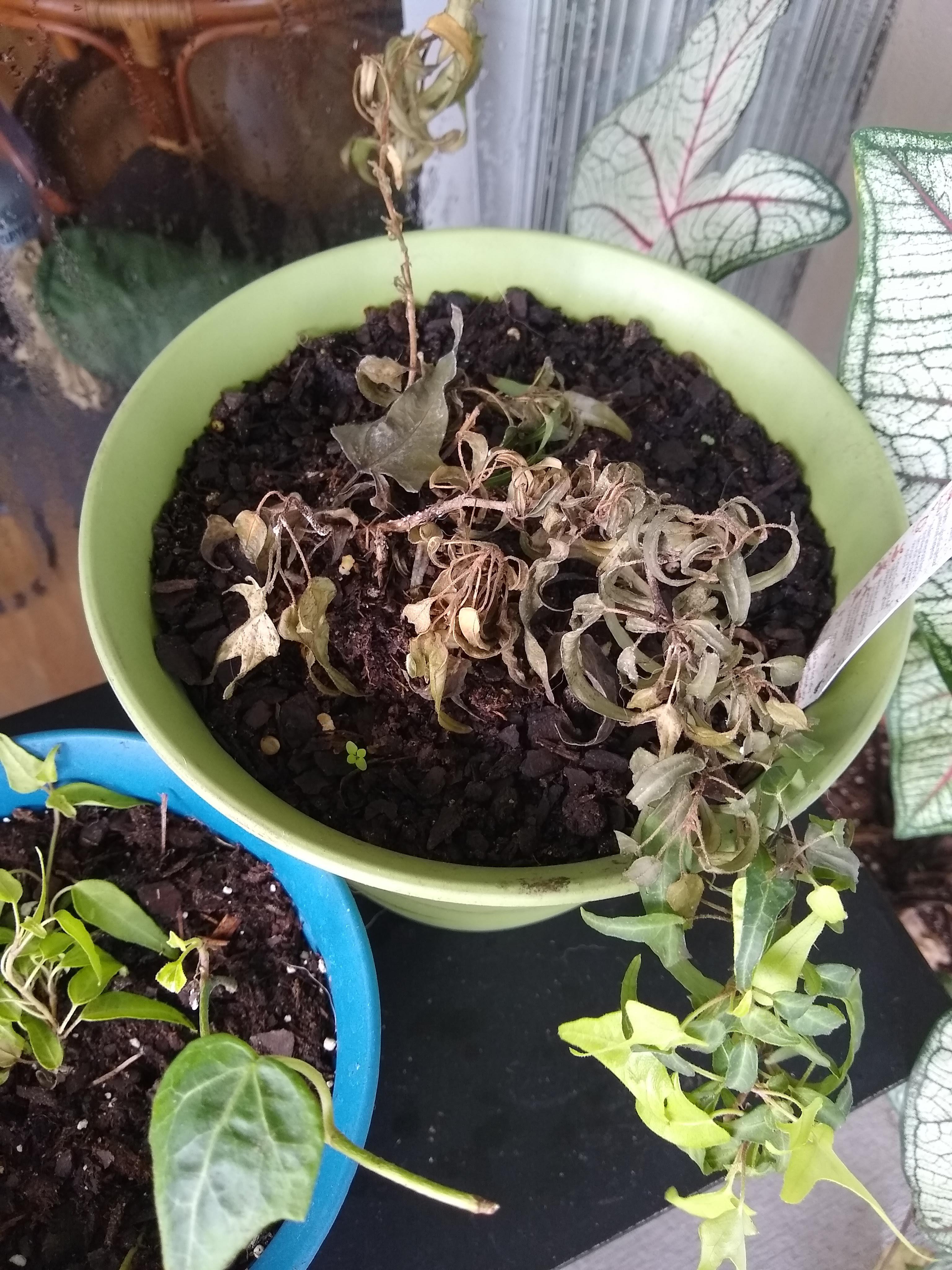 What's wrong with my ivy? He's been great for 8 months and suddenly he