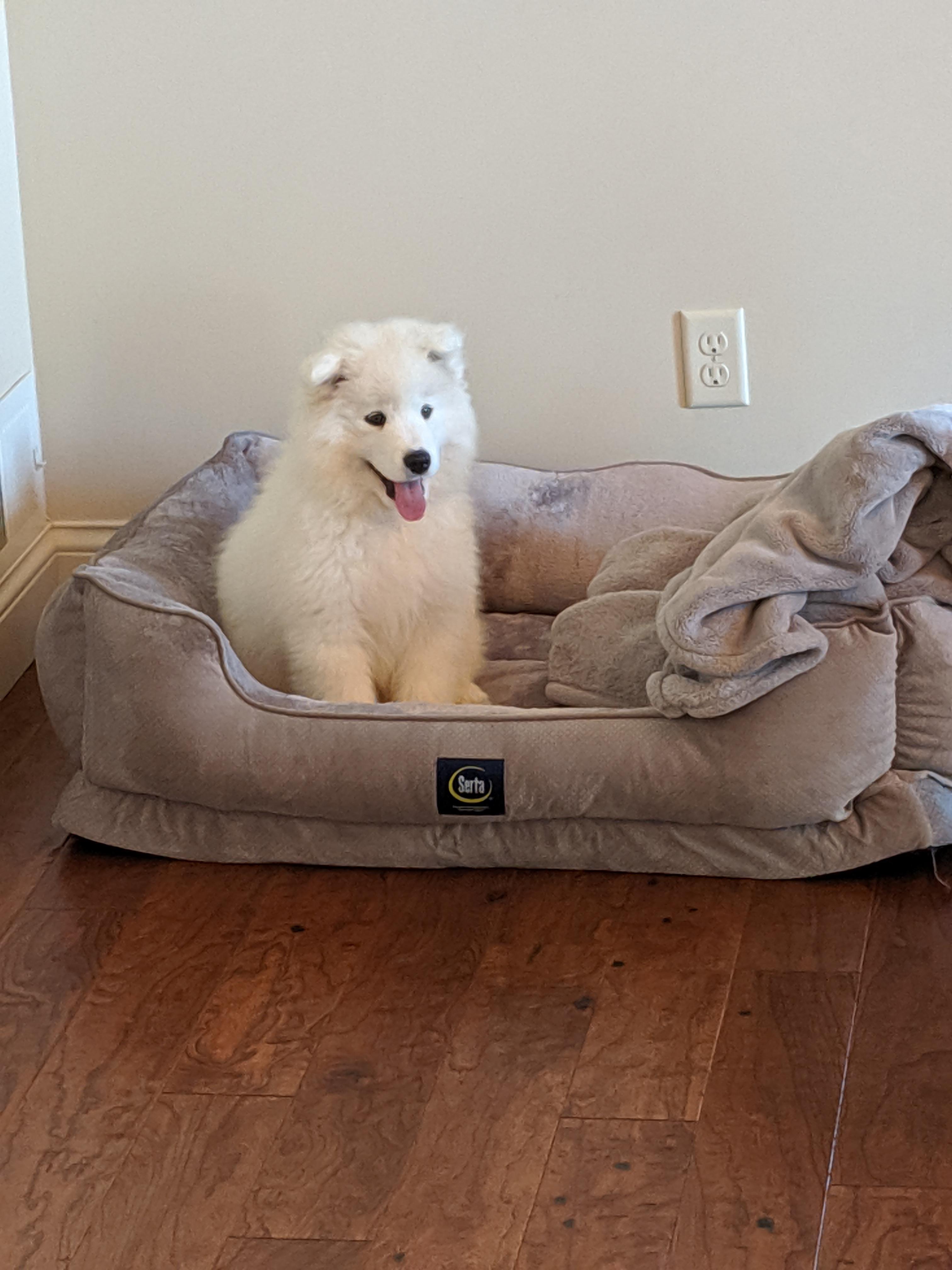 Day 2, already loving his bed r/samoyeds