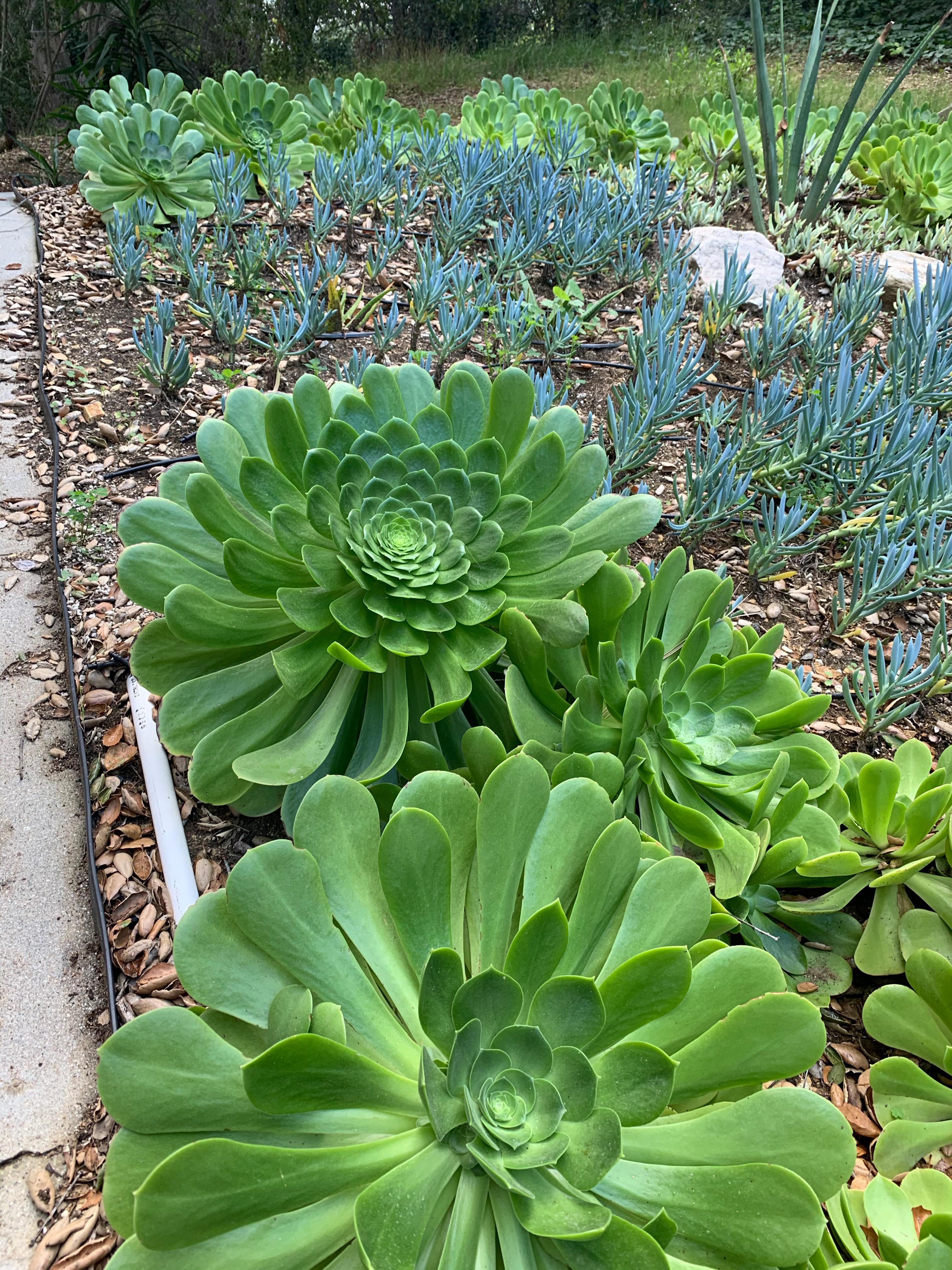 My Aeoniums are loving the Southern California winter. Starting to look