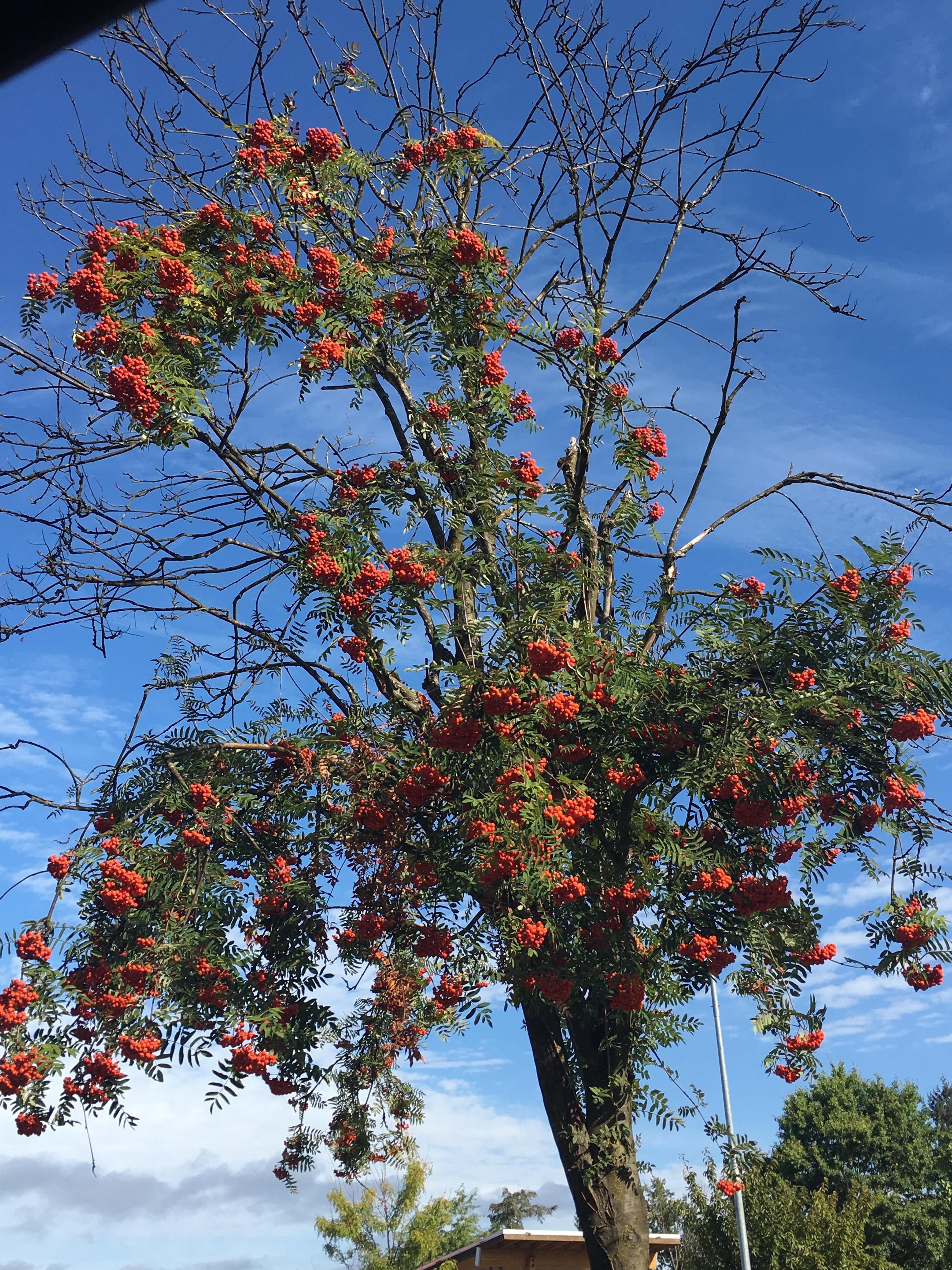 Tree in Washington State w/ bright orange berries r/whatsthisplant