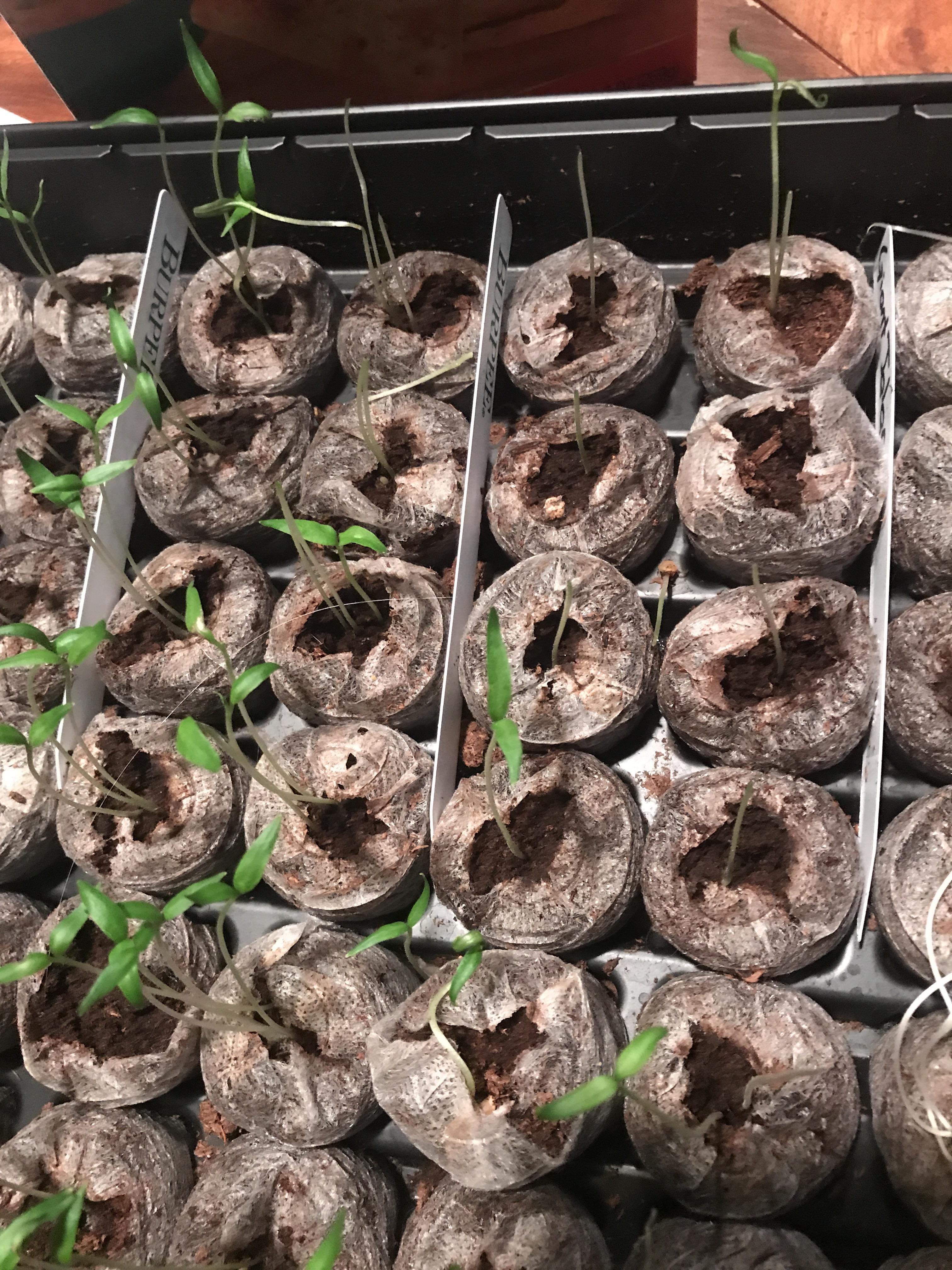 Cats vs pepper plants r/gardening