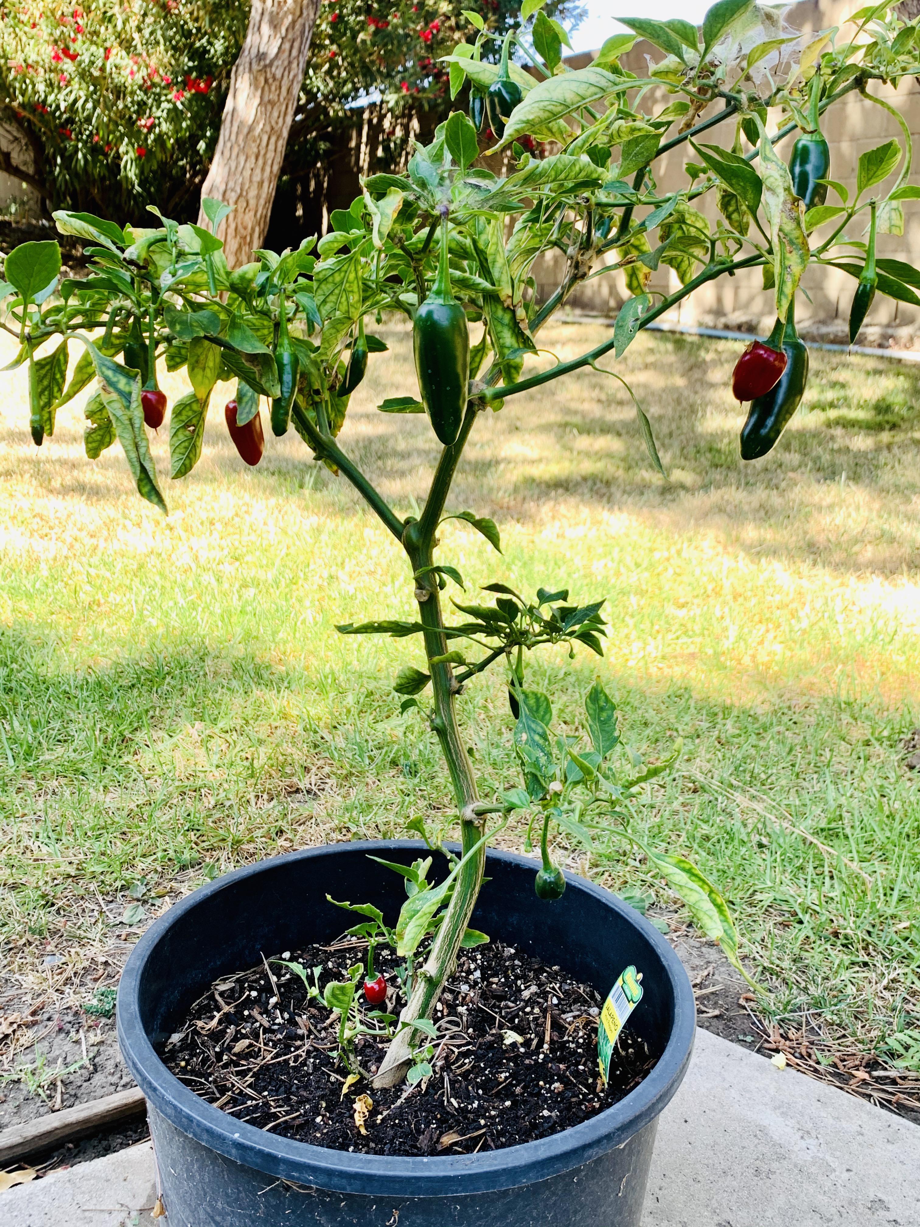 Young Jalapeno Plant