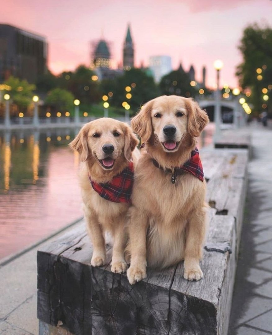 Ottawa and dogs r/canada