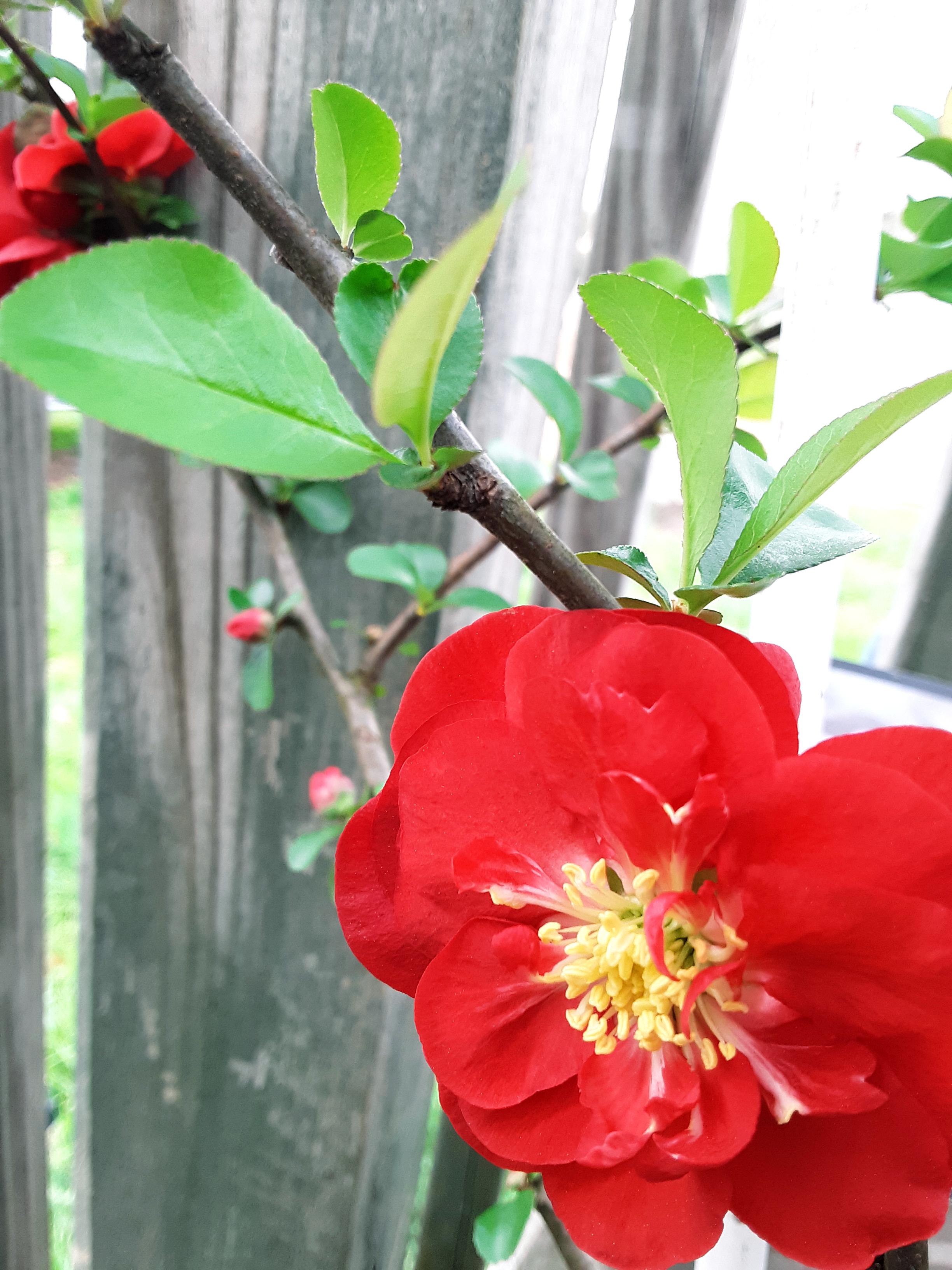 A reminder of hope. Roses always bloom again 🥀🌹 [oc] r/Roses