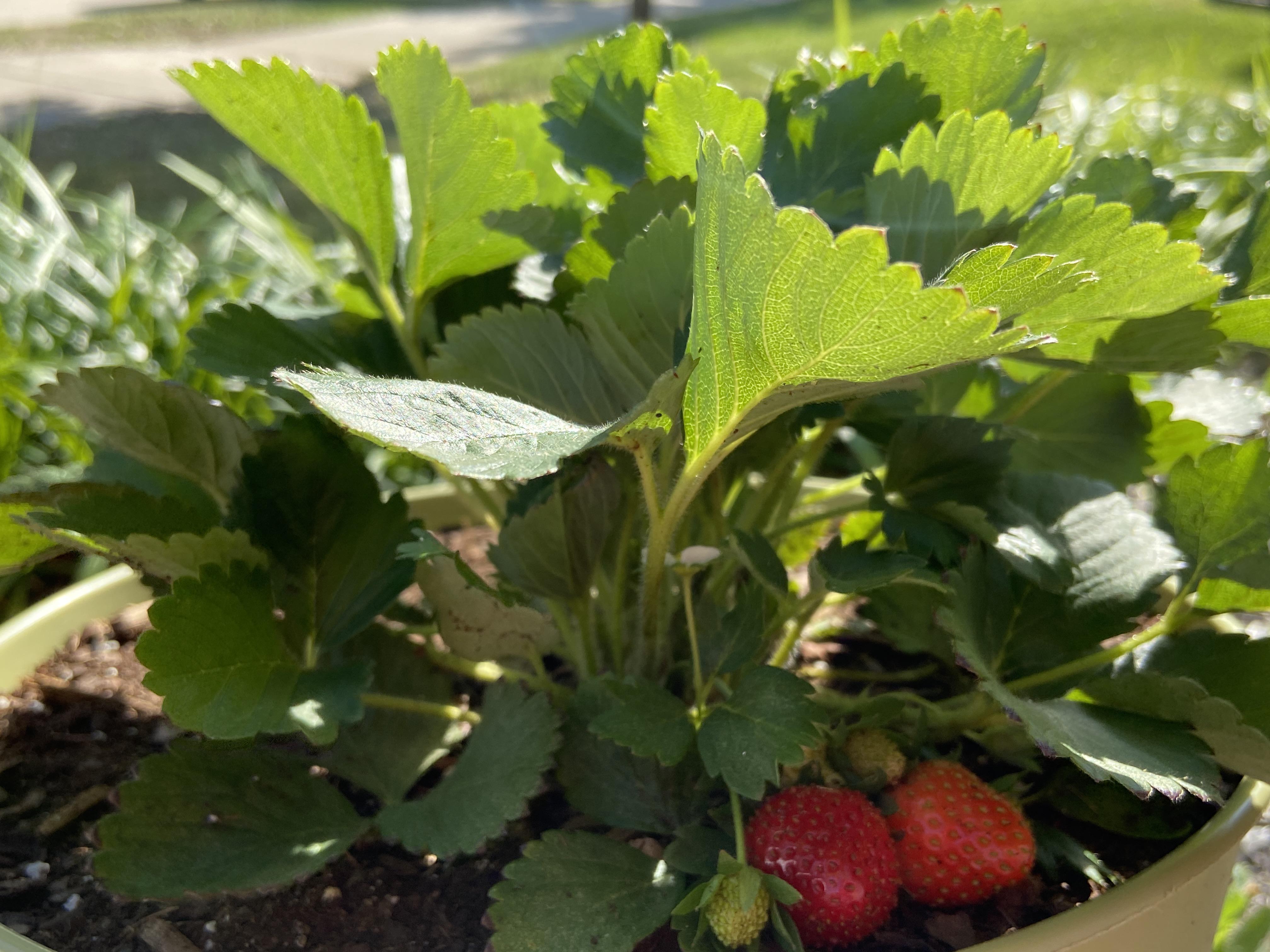 First time growing strawberries (Potted) (Quinault Strawberry) r