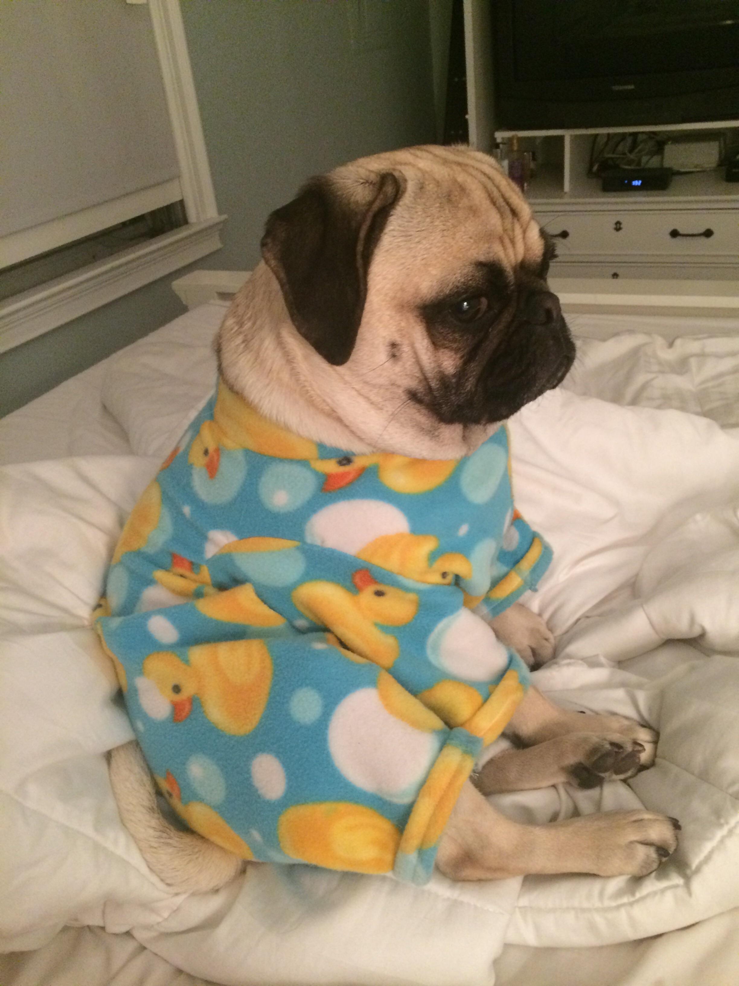 Pug in pajamas. pug