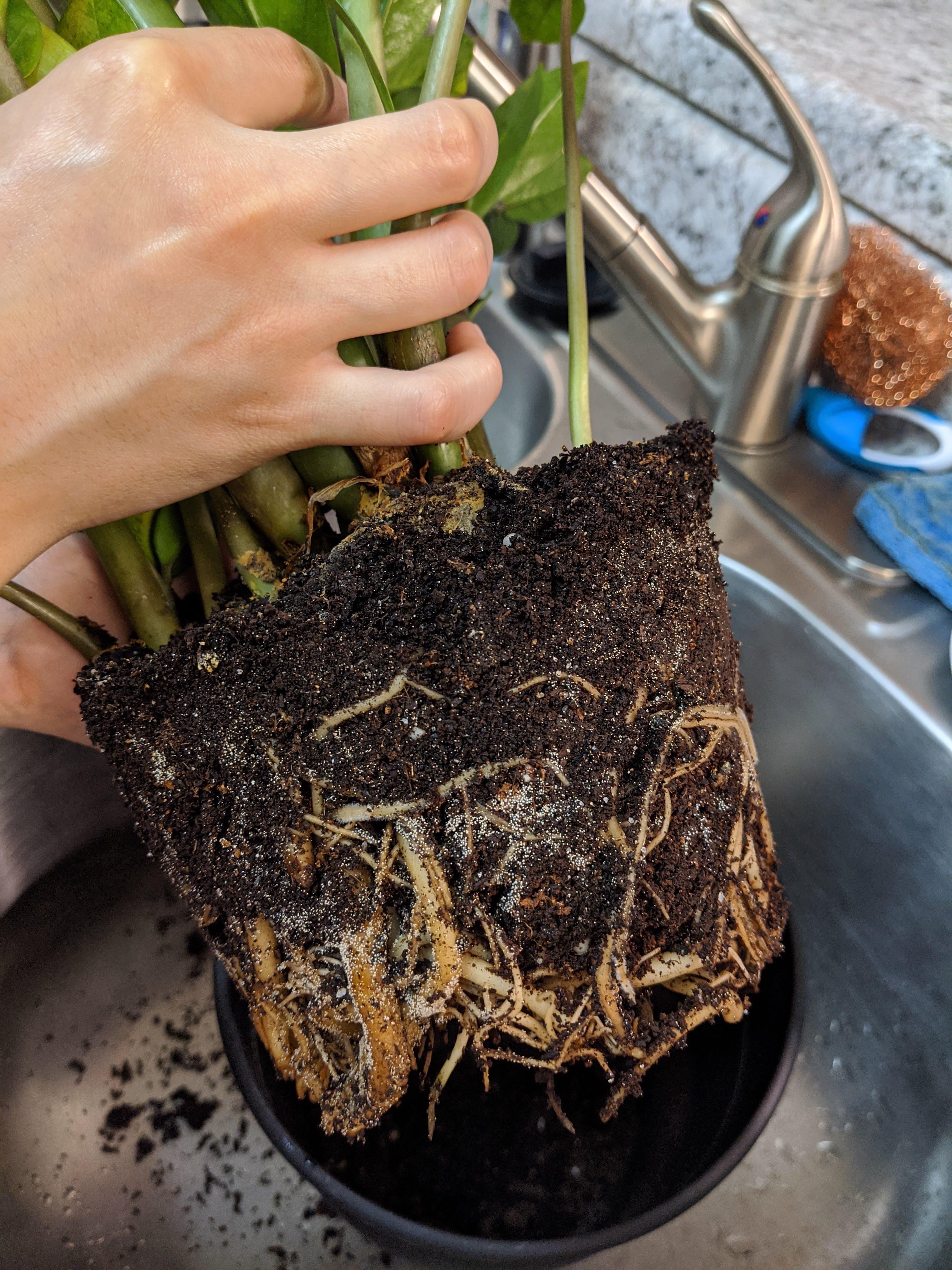 I found this on my ZZ plant while repotting, not sure what to do