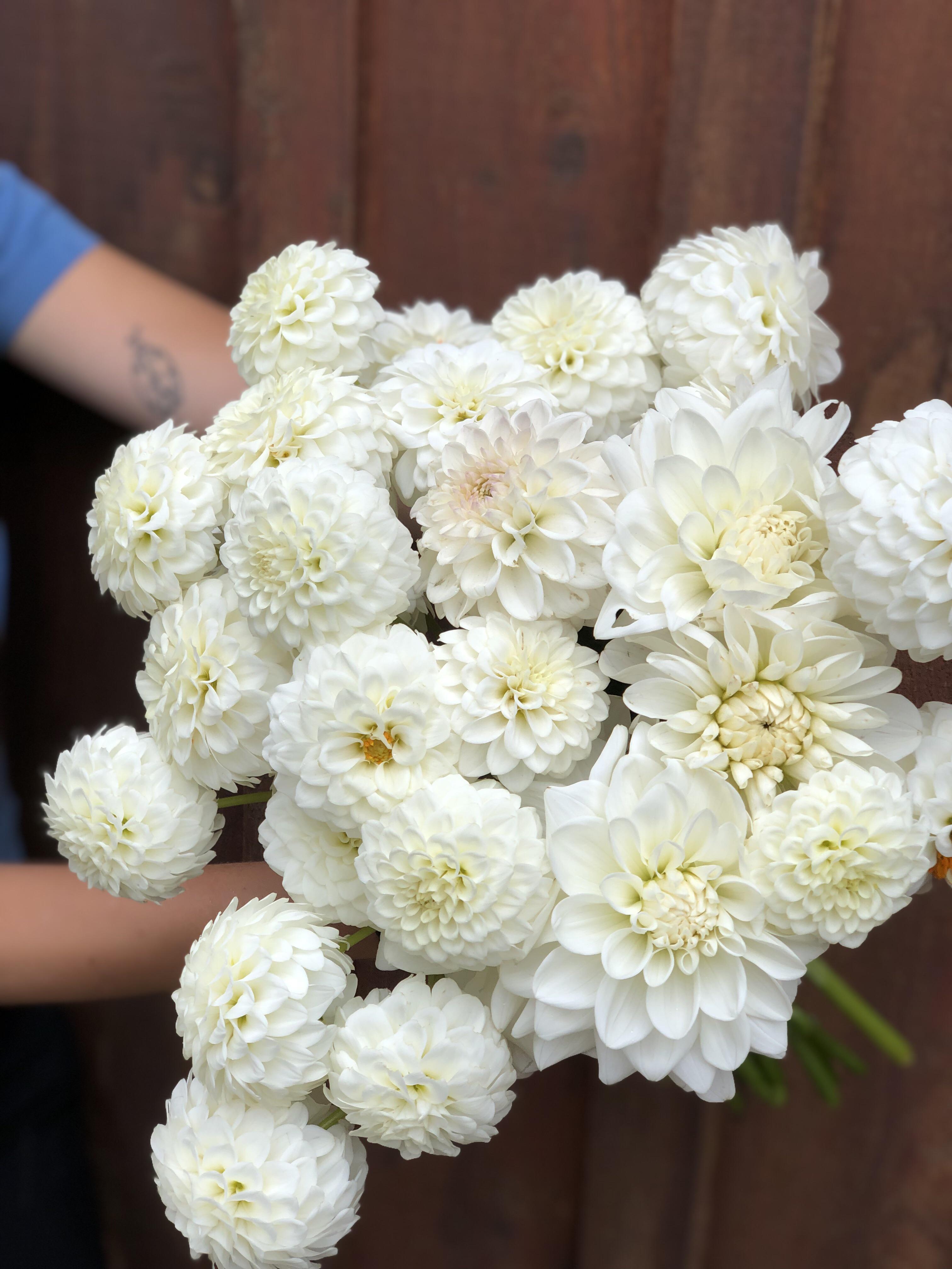 Dahlias from the farm headed into wedding bouquets r/gardening