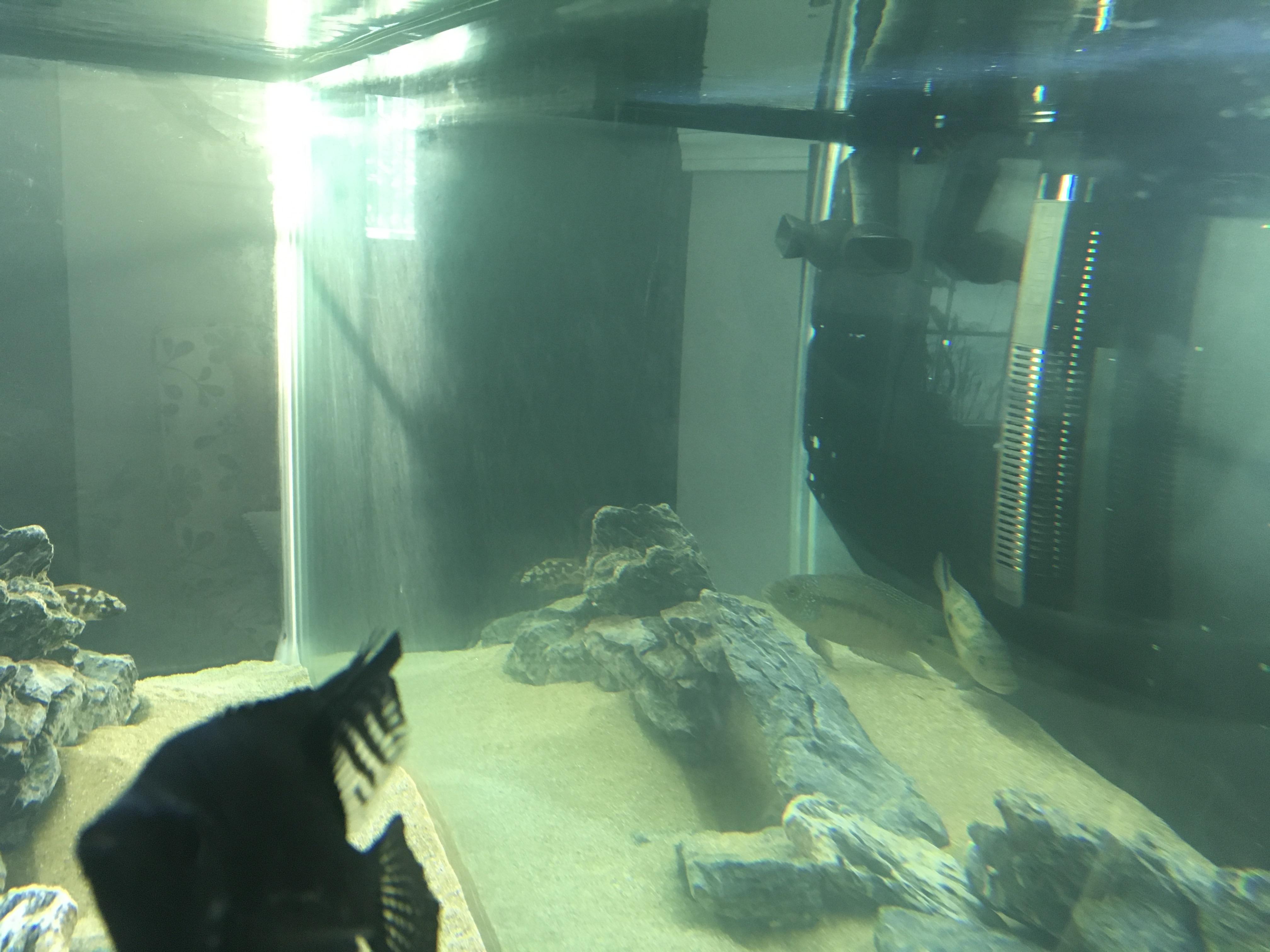 What is this stuff? It makes my aquarium glass cloudy and I could scrape it off. Should I take