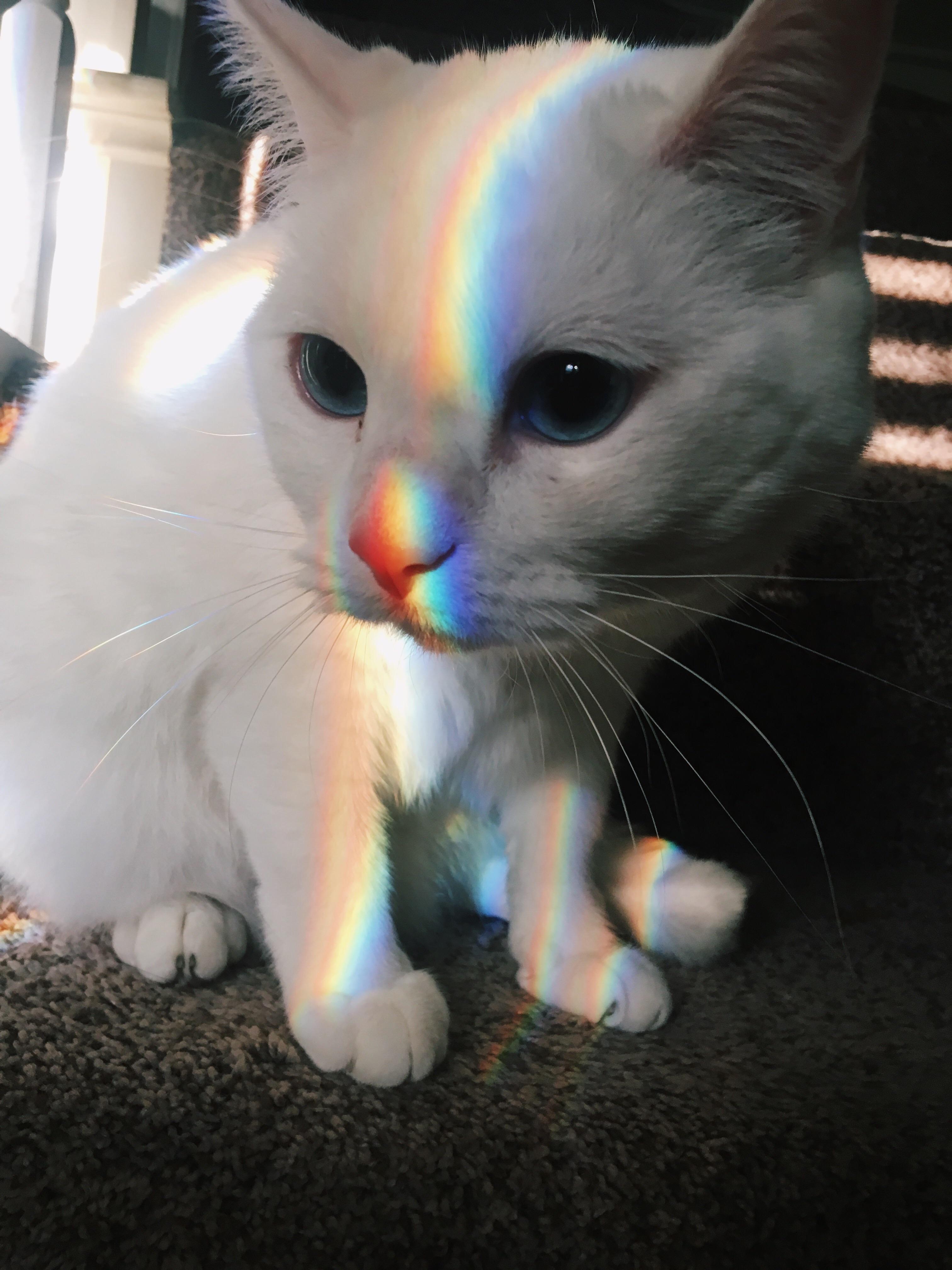 556 best Laser Cat images on Pholder Laser Eyed Cats, Cats and